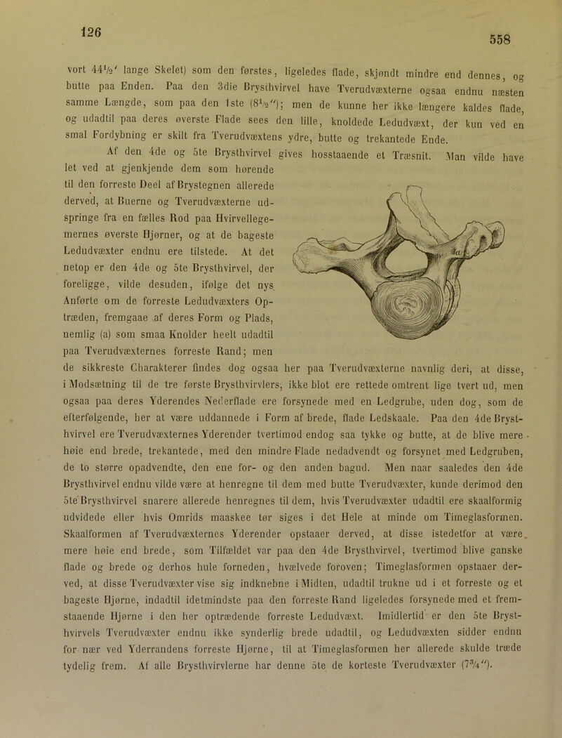 558 vort 44Vo' lange Skelet) som den førstes, ligeledes flade, skjøndt mindre end dennes, og butte paa Enden. Paa den 3die Bryschvirvel have Tverudvæxterne ogsaa endnu næsten samme Længde, som paa den 1ste men de kunne her ikke længere kaldes flade, og udadtil paa deres øverste Flade sees den lille, knoldede Ledudvæxt, der kun ved en smal Foidybning er skilt fra Tverudvæxtens ydre, butte og trekantede Ende. Af den 4de og 6te Brysthvirvel gives hosstaaende et Træsnit. Man vilde have let ved at gjenkjende dem som hørende til den forreste Deel af Brystegnen allerede derved, at Buerne og Tverudvæxterne ud- springe fra en fælles Rod paa Hvirvellege- mernes øverste Hjørner, og at de bageste Ledudvæxter endnu ere tilstede. At det netop er den 4de og 5te Brysthvirvel, der foreligge, vilde desuden, ifølge det nys Anførte om de forreste Ledudvæxters Op- træden, fremgaae .af deres Form og Plads, nemlig (a) som smaa Knolder heelt udadtil paa Tverudvæxternes forreste Rand; men de sikkreste Charakterer findes dog ogsaa her paa Tverudvæxterne navnlig deri, at disse, i Modsætning til de tre første Brysthvirvlers, ikke blot ere rettede omtrent lige tvert ud, men ogsaa paa deres Yderendes Nederflade ere forsynede med en Ledgrube, uden dog, som de efterfølgende, her at være uddannede i Form af brede, flade Ledskaale. Paa den 4de Bryst- hvirvel ere Tverudvæxternes Yderender tvertimod endog saa tykke og butte, at de blive mere - høie end brede, trekantede, med den mindre Flade nedadvendt og forsynet med Ledgruben, de to større opadvendte, den ene for- og den anden bagud. Men naar saaledes den 4de Brysthvirvel endnu vilde være at henregne til dem med butte Tverudvæxter, kunde derimod den 5te Brysthvirvel snarere allerede henregnes til dem, hvis Tverudvæxter udadtil ere skaalforinig udvidede eller hvis Omrids maaskee tør siges i det Hele at minde om Timeglasformen. Skaalformen af Tverudvæxternes Yderender opstaaer derved, at disse istedetfor at være. mere høie end brede, som Tilfældet var paa den 4de Brysthvirvel, tvertimod blive ganske flade og brede og derhos hule forneden, hvælvede foroven; Timeglasformen opstaaer der- ved, at disse Tverudvæxter vise sig indknebne i Midten, udadtil trukne ud i et forreste og et bageste Hjørne, indadtil idetmindste paa den forreste Band ligeledes forsynede med et frem- staaende Hjørne i den her optrædende forreste Ledudvæxt. Imidlertid er den 5te Bryst- hvirvels Tverudvæxter endnu ikke synderlig brede udadtil, og Ledudvæxten sidder endnu for nær ved Yderrandens forreste Hjørne, til at Timeglasfonnen her allerede skulde træde tydelig frem. Af alle Brysthvirvlerne har denne 5te de korteste Tverudvæxter [Vk).
