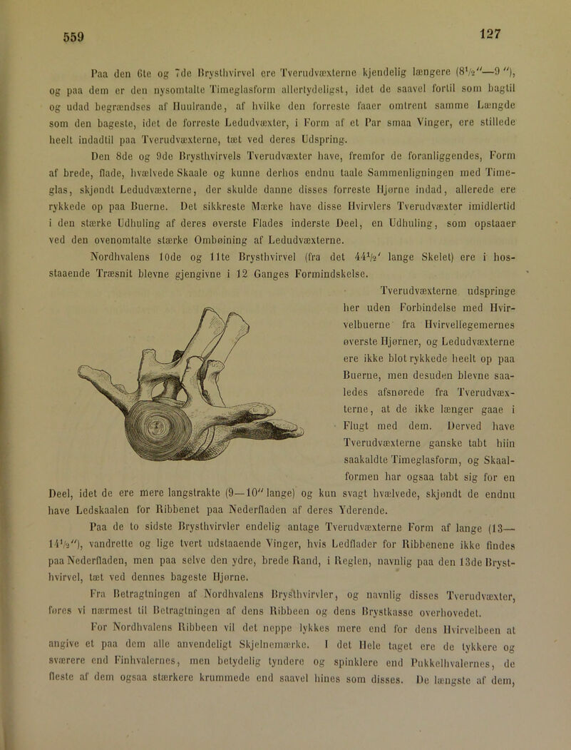 559 Paa den 6te og 7de lirysllivirvel ere Tvenidvæxlerne kjendelig længere (8Va—9 )» og paa dem er den nysomtalle Tiineglasl'orm allortydeligst, idel de saavel fortil som bagtil og udad begrændses af nuulrande, af hvilke den forreste faaer omtrent samme Længde som den bagestc, idet de forreste Ledudvæxter, i Form af el Par smaa Vinger, ere stillede heelt indadtil paa Tverudvæxterne, tæt ved deres Udspring. Den 8de og 9de Drysthvirvels Tveriulvæxter have, fremfor de foranliggendes. Form af brede, flade, hvælvede Skaale og kunne derhos endnu laale Sammenligningen med Time- glas, skjøndt Ledudvæxterne, der skulde danne disses forreste Hjørne indad, allerede ere rykkede op paa Buerne. Det sikkreste Mærke have disse Hvirvlers Tverudvæxter imidlertid i den stærke Udhuling af deres øverste Flades inderste Deel, en Udhuling, som opstaaer ved den ovenomtalte stærke Ombøining af Ledudvæxterne. Nordhvalens lOde og Ilte Brysthvirvel (fra det 44^«' lange Skelet) ere i hos- staaende Træsnit bievne gjengivne i 12 Ganges Formindskelse. Tverudvæxterne udspringe her uden Forbindelse med Hvir- velbuerne fra Ovirvellegemernes øverste Hjørner, og Ledudvæxterne ere ikke blot rykkede heelt op paa Buerne, men desuden bievne saa- ledes afsnørede fra Tverudvæx- terne, at de ikke længer gaae i Flugt med dem. Derved have Tverudvæxterne ganske tabt liiin saakaldte Timeglasform, og Skaal- formen har ogsaa tabt sig for en Deel, idet de ere mere langstrakte (9—10 lange) og kun svagt hvælvede, skjøndt de endnu have Ledskaalen for Ribbenet paa Nederfladen af deres Yderende. Paa de to sidste Brysthvirvler endelig antage Tverudvæxterne Form af lange (13— 14V'i), vandrette og lige tvert udstaaende Vinger, hvis Ledflader for Ribbenene ikke findes paa Nederfladen, men paa selve den ydre, brede Rand, i Reglen, navnlig paa den 13de Bryst- hvirvel, tæt ved dennes bageste Hjørne. Fra Betragtningen af Nordhvalens Brys'thvirvler, og navnlig disses Tverudvæxter, føres vi nærmest til Betragtningen af dens Ribbeen og dens Brystkasse overhovedet. For Nordbvalens Ribbeen vil det noppe lykkes mere end for dens Hvirvelbeen at angive et paa dem alle anvendeligt Skjelnemærke. I det Hele taget ere de tykkere og sværere end Finhvalernes, men betydelig tyndere og spinklerc end Pukkelhvalernes, de fleste af dem ogsaa stærkere krummede end saavel hines som disses. De længste af dem,
