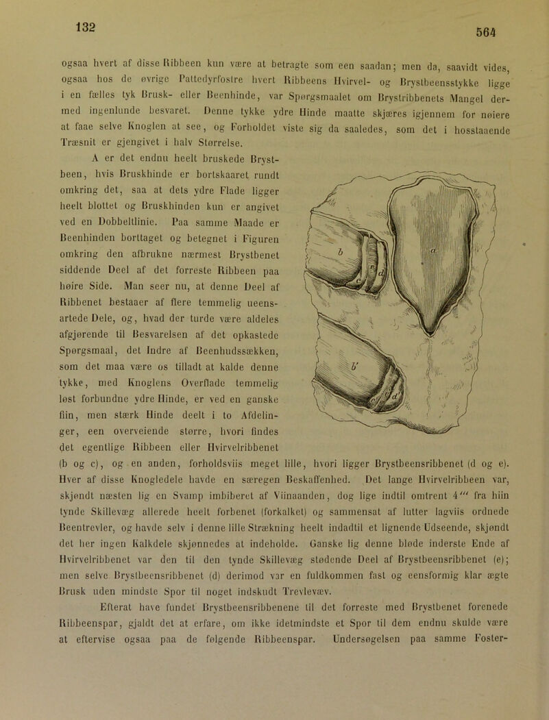 564 ogsaa hvert af disse liibbeen kun være at betragte som een saadan; men da, saavidt vides ogsaa hos de øvrige Pattedyrfoslre hvert Ribbeens Hvirvel- og Rrystbeensstykke ligge i en fælles tyk I3rusk- eller Beenhinde, var Spørgsmaalet om Brystribbenets Mangel der- med ingenlunde besvaret. Denne tykke ydre Hinde maatte skjæres igjennem for nøiere at faae selve Knoglen at see, og forholdet viste sig da saaledes, som det i hosstaaende Træsnit er gjengivet i halv Størrelse. A er det endnu heelt bruskede Bryst- been, hvis Bruskhinde er borlskaaret rundt omkring det, saa at dets ydre Flade ligger heelt blottet og Bruskhinden kun er angivet ved en Dobbeltlinie. Paa samme Maade er Beenhinden borttaget og betegnet i Figuren omkring den afbrukne nærmest Brystbenet siddende Deel af det forreste Ribbeen paa høire Side. Man seer nu, at denne Deel af Ribbenet bestaaer af flere temmelig ueens- artede Dele, og, hvad der turde være aldeles afgjørende til Besvarelsen af det opkastede Spørgsmaal, det Indre af Beenhudssækken, som det maa være os tilladt at kalde denne tykke, med Knoglens Overflade temmelig løst forbundne ydre Hinde, er ved en ganske flin, men stærk Hinde deelt i to Afdelin- ger, een overveiende større, hvori flndes det egentlige Ribbeen eller Hvirvelribbenet (b og c), og en anden, forholdsviis meget lille, hvori ligger Brystbeensribbenet (d og e). Hver af disse Knogledele havde en særegen Beskafl’enhed. Det lange Hvirvelribbeen var, skjøndt næsten lig en Svamp imbiberet af Viinaanden, dog lige indtil omtrent 4' fra hiin tynde Skillevæg allerede heelt forbenet (forkalket) og sammensat af lutter lagviis ordnede Beentrevler, og havde selv i denne lille Strækning heelt indadtil et lignende Udseende, skjøndt det her ingen Kalkdele skjønnedes at indeholde. Ganske lig denne bløde inderste Ende af Hvirvelribbenet var den til den tynde Skillevæg stødende Deel af Brystbeensribbenet (e); men selve Brystbeensribbenet (d) derimod var en fuldkommen fast og eensformig klar ægte Brusk uden mindste Spor til noget indskudt Trevlevæv. Efterat have fundet Brystbeensribbenene til det forreste med Brystbenet forenede Ribbeenspar, gjaldt det at erfare, om ikke idetmindste et Spor til dem endnu skulde være at eftervise ogsaa paa de følgende Ribbeenspar. Undersøgelsen paa samme Foster-