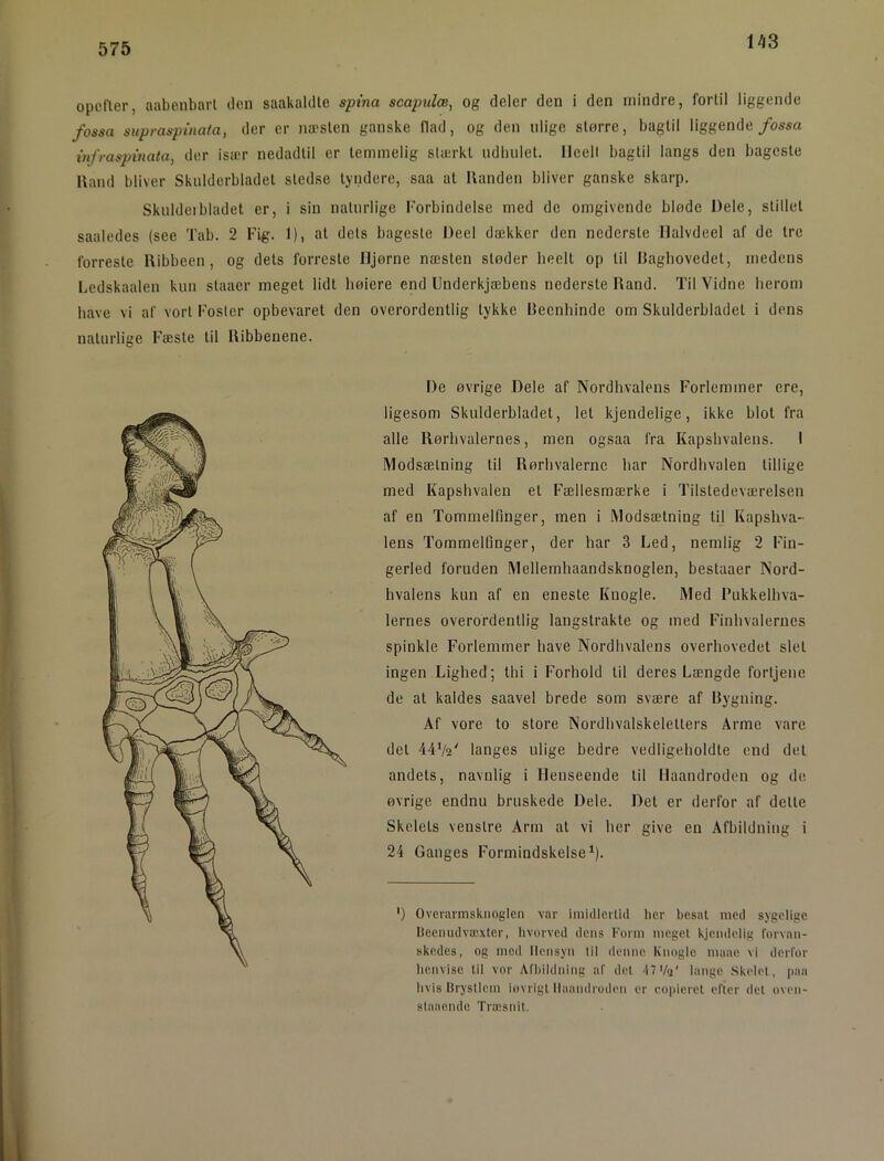 US opcller, aabenbart den saakaldle sptna scapzilæ, og deler den i den mindre, fortil liggende fossa siipraspuiata, der er næsten ganske flad, og den nlige større, bagtil liggende/ossa infraspmata, der især nedadtil er temmelig stærkt udbulet. lleell bagtil langs den bageste Uand bliver Skulderbladet stedse tyndere, saa at Ilanden bliver ganske skarp. Skuldeibladet er, i sin naturlige Forbindelse med de omgivende bløde Dele, stillet saaledes (see Tab. 2 Fig. 1), al dels bageste Deel dækker den nedersle Ilalvdeel af de tre forreste llibbeeu , og dels forreste Hjørne næsten støder lieelt op til Uagliovedet, medens Ledskaalen kun staaer meget lidt høiere end Underkjæbens nederste Uand. Til Vidne herom have vi af vort Fosler opbevaret den naturlige Fæste til Uibbeuene. verordentlig lykke Ueenhinde om Skulderbladet i dens De øvrige Dele af Nordhvalens Forlemmer cre, ligesom Skulderbladet, let kjendelige, ikke blot fra alle Uørhvalernes, men ogsaa fra Kapshvalens. I Modsætning til Uørhvalerne har Nordhvalen tillige med Kapshvalen et Fællesmærke i Tilstedeværelsen af en Tommelfinger, men i Modsætning til Kapshva- lens Tommelfinger, der har 3 Led, nemlig 2 Fiu- gerled foruden Mellemhaandsknoglen, bestaaer Nord- hvalens kun af en eneste Knogle. Med Pukkelhva- 1ernes overordentlig langstrakte og med Finhvalernes spinkle Forlemmer have Nordhvalens overhovedet slet ingen Lighed; thi i Forhold til deres Længde fortjene de at kaldes saavel brede som svære af Bygning. Af vore to store Nordhvalskelellers Arme vare del 44V2' langes ulige bedre vedligeholdte end del andels, navnlig i Henseende til Haandroden og de øvrige endnu bruskede Dele. Det er derfor af delte Skelets venstre Arm at vi her give en Afbildning i 24 Ganges Formindskelse^). ') Overnrmsknoglcn var imidleilkl lier besat med sygelige Beenudvæxter, hvorved dens Form meget kjendelig forvan- skedes, og med Hensyn lil denne Knogle maae vi derfor henvise til vor Aflnldning af det .17Vu' lange -Skelet, paa livis lirysllem iovrigt Haandroden er eopieret efter det oven- slaaende Truisnit.