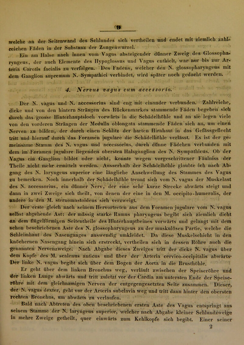 welche nn der Seitcnwnnd des Schlundos sich vertheilen und endet mit ziemlich zahl- reichen Fäden in der Substanz der Zungenwurzel. Ein am Halse nach innen vom Vagus absteigender dünner Zweig des Glossopha- ryngeus, der auch Elemente des Hypoglossus und Vagus enthielt, war nur bis zur Ar- teria Carotis facialis zu verfolgen. Des Fadens, welcher den N. glossopharyngeus mit dem Ganglion supremum N. Sympathici verbindet, wird später noch gedacht werden. t ... . j. .;i | \7 \ v *; .> iu\ . ■ ' /• • M i. vi- .. '• 4. Nervus vagus cum accessorio. Der N. vagus und N. accessorius sind eng mit einander verbunden. Zahlreiche, dicke und von den hintern Strängen des Rückenmarkes stammende Fäden begeben sich durch das grosse Hinterhauptsloch vorwärts in die Schädelhöhle und an sie legen viele von den vorderen Strängen der Medulla oblongata stammende Fäden sich an, um einen Nerven zu bilden, der durch einen Schlitz der harten Hirnhaut in das Gefäs.sgeflecht tritt und hierauf durch das Foramen jugulare die Schädelhöhle verlässt. Es ist der ge- meinsame Stamm des N. vagus und accessorius, durch dünne Fädchen verbunden mit dem iin Foramen jugulare liegenden obersten Halsganglion des N. Sympathicüs. Ob der Vagus ein Ganglion bildet oder nicht, konnte wegen vorgeschrittener Fäulniss der Tlieile .nicht mehr ermittelt werden. Ausserhalb der Schädelhöhle glaubte ich nach Ab- gang des N. laryngeus superior eine längliche Anschwellung des Stammes des Vagus zu bemerken. Noch innerhalb der Schädelhöhle trennt sich vom N. vagus der Muskelast des N. accessorius, ein dünner Nerv, der eine sehr kurze Strecke abwärts steigt und dann in zwei Zweige sich theilt, von denen der eine in den 31. occipito-humeralis, der andere in den 31. sternomastoideus sich verzweigt. Der erste gleich nach seinem Hervortreten aus dem Foramen jugulare vom N. vagus selbst abgehende Ast: der mässig starke Ramus pharyngeus begibt sich ziemlich dicht •an dem llügelförmigen Seitentheile des Hinterhauptbeines vorwärts und gelangt mit dem schon beschriebenen Aste des N. glossopharyngeus zu der muskulösen Partie, welche die Schleimhaut des Nasenganges auswendig umkleidet. Da diese Muskelschicht in den knöchernen Nasengang hinein sich erstreckt, vertheilen sich in dessen Röhre auch die genannten Nervenzweige. Nach Abgabe dieses Zweiges tritt der dicke N. vagus über dem Kopfe des 31. scalenus anticus und über der Arteria cervico-occipitalis abwärts* Der linke N. vagus begibt sich über dem Bogen der Aorta in die Brusthöhle. Er geht über dem linken Bronchus weg, verläuft zwischen der Speiseröhre und der linken Lunge abwärts und tritt zuletzt vor der Cardia am untersten Ende der Speise- röhre mit dem gleichnamigen Nerven der entgegengesetzten Seite zusammen. Dieser, der N. vagus dexter, geht vor der Arteria subclavia weg und tritt dann hinter den obersten rechten Bronchus, um abwärts zu verlaufen. Bald nach Abtreten des oben beschriebenen ersteh Aste des Vagus entspringt aus seinem Stamme der N. laryngeus superior, welcher nach Abgabe kleiner Schlundzweige in mehre Zweige getheilt, quer einwärts zum Kehlkopfe sich begibt. Einer seiner 2