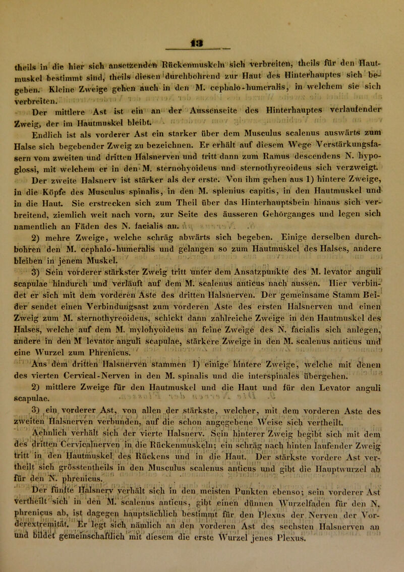 theils in die hier sich ansotfccnden Rückenmuskeln sich verbreiten, theils für den Haut- muskel bestimmt sind, theils dieBfen 'durchbohrend zur Haut des Hinterhauptes sich be- geben. Kleine Zweige gehen auch in den M. ceplmlo -humeralis, in welchem sie sich verbreiten. Der mittlere Ast ist ein an der Aussenseite des Hinterhauptes verlaufender Zweig, der im Hautmuskel bleibt. Endlich ist als vorderer Ast ein starker über dem Musculus scalenus auswärts zum Halse sich begebender Zweig zu bezeichnen. Er erhält auf diesem Wege Verstärkungsfa- sern vom zweiten und dritten Halsnerven und tritt dann zum Ramus descendens N. hypo- glossi, mit welchem er in denM. sternohyoideus und sternotliyreoideus sich verzweigt. Der zweite Halsnerv ist stärker als der erste. Von ihm gehen aus 1) hintere Zweige, in die Köpfe des Musculus spinalis, in den M. splenius capitis, in den Hautmuskel und in die Haut. Sie erstrecken sich zum Theil über das Hinterhauptsbein hinaus sich ver- breitend, ziemlich weit nach vorn, zur Seite des äusseren Gehörganges und legen sich namentlich an Fäden des N. facialis an. tV.. - 2) mehre Zweige, welche schräg abwärts sich begeben. Einige derselben durch- bohren den M. ceplialo-humeralis und gelangen so zum Hautnniskel des Halses, andere bleiben in jenem Muskel. 3) Sein vorderer stärkster Zweig tritt linter dem Ansatzpunkte des M. levator anguli Scapulae hindurch und Verläuft auf dem M. scalenus anticus nach aussen. Hier verbin- det er sich mit dem vorderen Aste des dritten llalsnerven. Der gemeinsame Stamm Bei- der sendet einen Verbindungsast zum vorderen Aste des ersten Halsnerven und einen Zweig zum M. sternotliyreoideus, schickt dann zahlreiche Zweige in den Ilautnuiskel des Halses, welche auf dem M. mylohyoideus an feine Zweige des N. facialis sich anlegen, andere in den M levatör anguli scapulae, stärkere Zweige in den M. scalenus anticus und eine Wurzel zum Phrenicus. ' Aus dem dritten Halsnerven stammen 1) einige hintere Zweige, welche mit denen des vierten Cervical-Nerven in den M. spinalis und die interspinales übergehen. 2) mittlere Zweige für den Hautmuskel und die Haut und für den Levator anguli scapulae. ww-. .•* > .\i 3) ein vorderer Ast, von allen „der stärkste, welcher, mit dem vorderen Aste des «*• / _ ' • • ■ I | t ‘ 1 ’ *' i ) •* ' ’ zweiten Halsnerven verbunden, auf die schon angegebene Weise sich vertheilt. Aehnlicli verhält sich der vierte Halsnerv. Sein hinterer Zweig begibt sich mit dem des dritten Cervicalnerven in die Rückenmuskcln; ein schräg nach hinten laufender Zweig • •  (s ( i ' ’ . i-*. * . r  tritt in den llautmuskel. des Rückens und in die Haut. Der stärkste vordere Ast ver- theilt sich grösstentheils in den Musculus scalenus anticus und gibt die Hauptwurzel ab für den N. phrenicus. Der fünfte Halsncry verhält sich in den meisten Punkten ebenso; sein vorderer Ast verthcilt sich in den M. scalenus anticus, gibt einen dünnen Wurzelfaden für den N. phrenicus ab, ist dagegen hauptsächlich bestimmt für den Plexus der . Nerven der Vor- derextremit.it. Er legt sich, nämlich an den vorderen Ast des sechsten Halsnerven an und bildet gemeinschaftlich mit diesem die erste Wurzel jenes Plexus.