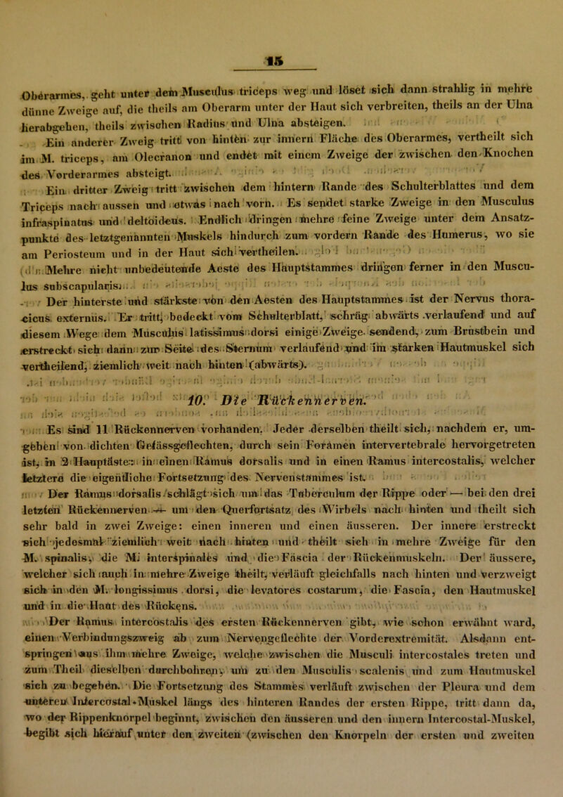 Oberarmes,, geht unter dein Musculus triceps weg und löset sich dann stralxlig in mehre dünne Zweige auf, die theils am Oberarm unter der Haut sich verbreiten, theils an der Ulna herabgehen, theils zwischen Radius imd Ulna absteigen. J.-:i . ' ' • Ein anderer Zweig tritt! von hintfen zur innern Fläche des Oberarmes, vertheilt sich im M. triceps, am Olecranon und endet mit einem Zweige der zwischen den-Knochen des Vorderarmes absteigt. :d ’A ' ' '* '• ' ! 1 '* 1 •*' Ein. dritter Zweig tritt zwischen dem hintern Rande des Schulterblattes und dem Triceps nach* aussen und etwas i nach vorn. Es sendet starke Zweige in den Musculus infraspinatns und ’deltoideüs. Endlich dringen mehre feine Zweige unter dem Ansatz- punkte des letztgenannten Muskels hindurch zum vordem Rande des Humerus, wo sie am Periosteum und in der Haut sich* vertheilen. • gi > ; 1 , ii'i;.Mehre nicht unbedeutende Aeste des Hauptstammes dringen ferner in den Muscu- lus subscapularisi.. Der hinterste und stärkste von den Aesten des Hauptstammes ist der Nervus thora- -cicus. externus. Kr tritt; bedeckt vom Schulterblatt, schräg abwärts .verlaufend und auf diesem Wege dein Muscülus latissimus .dorsi einige Zweige, sendend, zum Brustbein und .erstreckt, sich: dann. * zur* Seite des Sternum verlaufend>*md im starken Hautmuskel sich vei’fch eilend, ziemlich weit nach hinten (abwärts). ’• ': f'' IO. Die Kil'ökennerven: ' ‘>d ii i->:>!:■ >-*. 11 •;: 1 *.i »’.üoluo-- r/iilotn t • • ' ‘tf Es sind 11 Rückennerven vorhanden. Jeder derselben theilt sich,: nachdem er, um- gbbeni von dichten Gelässgeftechten, durch sein Foramen intervertebrale hervorgetreten ist, in 2 Hauptäste^. inceinen iRamus dorsalis und in einen Ramus intercostalis, welcher letztere die eigentliche Fortsetzung* des Nervenstammes ist. DeT Ranins1 dorsalis-scihlägt>sich um-idas Tuberculum der Rippe oder—bei den drei letzten Rückennerven •**+- um den Querfortsatz des'Wirbels nach- hinten und theilt sich sehr bald in zwei Zweige: einen inneren und einen äusseren. Der innere erstreckt »ich »jedesmal 'ziemlich * weife tiach hinten und ■ thbilt sich in . mehre Zweige für den M. spinalis,. die Mi intoripinnilfcs lind die » Fäscia der Rückenmuskeln. Der äussere, welcher sich iauch in mehre Zweige ifcheilt, vexdäuft gleichfalls nach hinten und verzweigt sich in den \M. longissimus dorsi, die levatores costaruin, dieFascia, den Hautmuskel und in tlie’.Haüfe.des Rückens. ■ • ■> . ' ' ..'Der Ranins intercostalis des ersten Rückennerven gibt, wie schon erwähnt ward, einen cVerbindungszweig ab zum Nervengeflechte der Vorderextremität. Alsdann ent- springen ^«us ihm«mehre Zwoige, welche zwischen die Musculi intercostales treten und zum .Th eil dieselben durchbohr.eny mh zu den Musculis ' scalenis und zum Hautmuskel sich zu begehen. Die Fortsetzung des Stammes verläuft zwischen der Pleura und dem «nfcereu Iniercostal*Müskel längs des hinteren Bandes der ersten Rippe, tritt dann da, wo der Rippenknorpel beginnt, zwischen den äusseren und den innern Intercostal-Muskel, hegibt sich hierauf unter den zweiten (zwischen den Knorpeln der ersten und zweiten