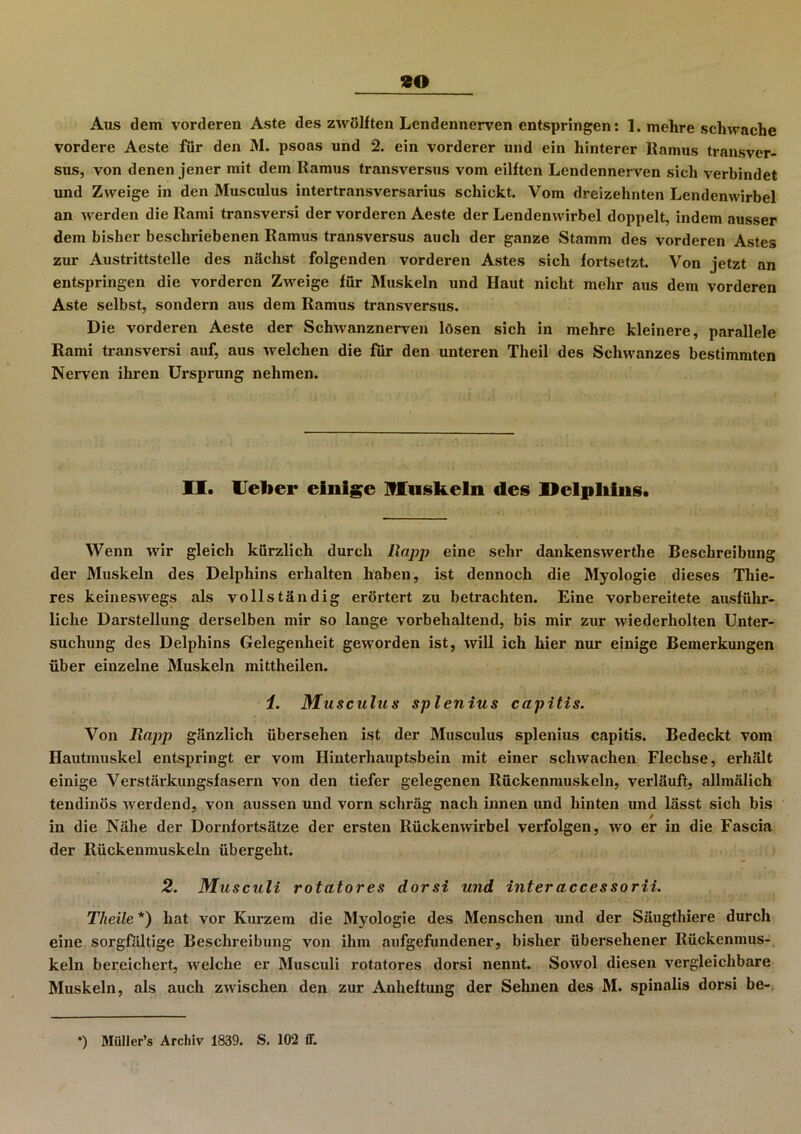 Aus dem vorderen Aste des zwölften Lendennerven entspringen: 1. mehre schwache vordere Aeste für den M. psoas und 2. ein vorderer und ein hinterer Ramus transver- sus, von denen jener mit dem Ramus transversus vom eilften Lendennerven sich verbindet und Zweige in den Musculus intertransversarius schickt. Vom dreizehnten Lendenwirbel an werden die Rami transversi der vorderen Aeste der Lendenwirbel doppelt, indem ausser dem bisher beschriebenen Ramus transversus auch der ganze Stamm des vorderen Astes zur Austrittstelle des nächst folgenden vorderen Astes sich fortsetzt. Von jetzt an entspringen die vorderen Zweige für Muskeln und Haut nicht mehr aus dem vorderen Aste selbst, sondern aus dem Ramus transversus. Die vorderen Aeste der Schwanznerven lösen sich in mehre kleinere, parallele Rami transversi auf, aus welchen die für den unteren Theil des Schwanzes bestimmten Nerven ihren Ursprung nehmen. II. Uelier einige Muskeln des Delphins. Wenn wir gleich kürzlich durch Rapp eine sehr dankenswerthe Beschreibung der Muskeln des Delphins erhalten haben, ist dennoch die Myologie dieses Thie- res keineswegs als vollständig erörtert zu betrachten. Eine vorbereitete ausführ- liche Darstellung derselben mir so lange vorbehaltend, bis mir zur wiederholten Unter- suchung des Delphins Gelegenheit geworden ist, will ich hier nur einige Bemerkungen über einzelne Muskeln mittheilen. i. Musculus splenius capitis. Von Rapp> gänzlich übersehen ist der Musculus splenius capitis. Bedeckt vom Hautmuskel entspringt er vom Hinterhauptsbein mit einer schwachen Flechse, erhält einige Verstärkungsfasern von den tiefer gelegenen Rückenmuskeln, verläuft, allmälich tendinös werdend, von aussen und vorn schräg nach innen und hinten und lässt sich bis in die Nähe der Dornfortsätze der ersten Rückenwirbel verfolgen, wo er in die Fascia der Rückenmuskeln übergeht. 2. Musculi rotatores dorsi und interaccessorii. Theile *) hat vor Kurzem die Myologie des Menschen und der Säugthiere durch eine sorgfältige Beschreibung von ihm anfgefundener, bisher übersehener Rückenmus- keln bereichert, welche er Musculi rotatores dorsi nennt. Sowol diesen vergleichbare Muskeln, als auch zwischen den zur Anheftung der Sehnen des M. spinalis dorsi be- *) Müller’s Archiv 1839. S. 102 ff.