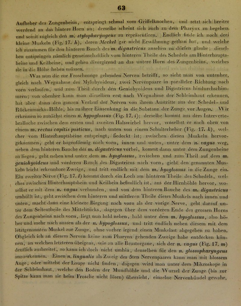 Aufheber des Zungenbeins, entspringt schmal vom GrifTeiknochen, und setzt sich breiter werdend an das hintere Horn an; derselbe scheint sich auch zu dem Pharynx zu begeben, und somit zugleich den m. stytopharyngeus zu repräseutiren. Endlich finde ich noch drei kleine Muskeln (Fig. 17. h), deren MecTicl 'gar nicht Erwillmung gethan hat, und welche ich zusammen für den hinteren Bauch des r«. diyasiriciis ansehen zu dürfen glaube; diesel- ben entspringen nämlich gemeiuschafllich vom hinteren Theile des Schedels am Hinterhaupts- beine und Keilbeine, und gehen divergirend au das untere Horn des Zungenbeins, welches sie in die Höhe heben müssen. Was nun die zur Froschzunge gehenden Nerven betrifft, so sieht man von untenher, gleich nach W^egnahrne des Mylohyoideus, zwei Nervenpaare in paralleler Püchtung nach vorn verlaufen, und zum Theil durch den Geniohyoideus und Dlgastricus hindurchschlin- inern; von obenher kann man dieselben erst nach Wegnahme der Schleimhaut erkennen, hat aber dann den ganzen Verlauf der Nerven von ihrem Austritte aus der Schedel- und Fiückenmarks-Höhle, bis zu ihrer Einsenkung in die Substanz der Zunge vor Augen. Wir erkennen so zunächst einen n. hypoglossus (Fig. 17. f); derselbe kommt aus dem Interverle- bralloche zwischen dem ersten und zweiten Halswirbel hervor, woselbst er nach oben von einem m. rectus capitis posiieus, nach unten von einem Schulterhebcr (Fig. 17. k), wel- cher vom Hinterhauptsbeine entspringt. Gedeckt ist; zwischen diesen jMuskeln hervor- gekommen, geht er bogenförmig nach vorn, innen und unten, unter dem m. vagus weg, neben dem hinteren Bauche des w. digastricus \orhei, kommt dann unter dem Zungenbeine zu liegen, geht neben und unter dem m. hyoglossus, zwischen und zum Theil auf dem m. geniohyoideus und vorderen Baucli des Digastricus nach vorn, giebt den genannten Mus- kelnleicht erkennbare Zweige, und tritt endlich mit dem m. hyoglossus in die Zunge ein. Ein zweiter Nerve (Fig. 17, t) kommt durch ein Loch am hinteren Theile des Schedels, wel- ^ ches zwischen Hinterhauptsbein und Keilbein befindlich ist, aus der Hirnhöhle hervor, wo- selbst er mit dem n. vagus verbunden, und von dem hinteren Bauche des m. digastricus- umhüllt ist, geht zwischen dem hinteren und mittleren Theile dieses Muskels nach innen’und unten, macht dann eine kleinere Biegung nach vorn als der vorige Nerve, geht darauf un- ter dem Seiteutheile des Mittelstücks, dagegen über dem vorderen Ende des grossen Horns des Zungenbeins nach vorn. Hegt nun bald neben, bald unter dem m. hyoglossus, also hö- her und mehr nach aussen als der n. hijpoglossus, und tritt endlich neben diesem mit dem letztgenannten Muskel zur Zunge, ohne vorher irgend einen Mnskclast abgegeben zu haben. Obgleich ich an diesem Nerven keine zum Pharynx gehenden Zweige habe entdecken kön- nen, an welchen letzteren übrigens, .wie an alle Brustorgane, sich der n. vagus (Fig. 17. m) deutlich ausbreitet, so kann ich doch nicht umhin, denselben für den n. glossopharyngeus anzuerkennen. Einen n, lingualis als Zweig des 5ten Nervenpaares kann man mit blossem Auge, oder mittelst der Loupe nlclit. finden, dagegen würd man unter dem Mikroskope in der Schleimhaut, welche den Boden der Mundhöhle und die Wurzel der Zunge (bis zur Spitze kann man sie beim Irosche nicht lösen) überzieht, einzelne Nervenbündel gewahr.