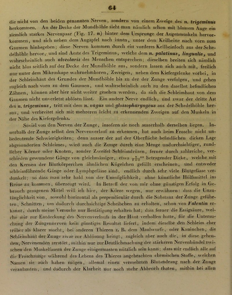 die nicht von den beiden genannten Nerven, sondern von einem Zweige des n. trigeminus herkommen. An der Decke der Mundhöhle sieht man nämlich schon mit blossem Auge ein ziemlich starkes Nervenpaar (Fig. 17. n) hinter dem Ursprünge der Augenmuskeln hervor- koromen, und sich neben dem Augapfel nach innen, unter dem Keilbeine nach vorn zum Gaumen hinbegeben; diese Nerven kommen durch ein vorderes Keilbeinloch aus derSche- delhöhlc hervor, und sind Aeste des Trigeminus, welche dem n. palatinuSy lingualis^ und wahrscheinlich auch alveolaris des Menschen entsprechen; dieselben breiten sich nämlich nicht blos seitlich auf der Decke der Mundhöhle aus, sondern lassen sich auch mit, freilich nur unter dem Mikroskope wahrnehmbaren, Zweigen, neben dem Kiefergelenke vorbei, in der Schleimhaut des Grundes der Mundhöhle bis zu der der Zunge verfolgen, und gehen zugleich nach vorn zu dem Gaumen, und wahrscheinlich auch zu den daselbst befindlichen Zähnen, können aber hier nicht weiter gesehen werden, da sich die Schleimhaut von dem Gaumen nicht unverletzt ablösen lässt. Ein andrer Nerve endlich, und zwar der dritte Ast des n. trigeminus, tritt mit dem n. vagus und glossopharyngeus aus der Schedelhöhle her- aus, und verbreitet sich mit mehreren leicht zu erkennenden Zweigen auf den Muskeln in der Nähe des Kiefergelenks. Soviel von den Nerven der Zunge, Insofern sie noch ausserhalb derselben liegen. In- nerhalb der Zunge selbst den Nervenverlauf zu erkennen, hat auch beim Frosche nicht un- bedeutende Schwierigkeiten; denn ausser der auf der Oberfläche befindlichen dicken Lage abgesonderten Schleimes, wird auch die Zunge durch eine Menge undurchsichtiger, rund- licher Körner oder Knoten, sonder Zweifel Schleimdrüsen, ferner durch zahlreiche, ver- schieden gewundene Gänge von gleichmässiger, etwa j—''' betragender Dicke, welche mit flen Kernen der Blutkörperchen ähnlichen Kügelchen gefüllt erscheinen, und entweder schleimführende Gänge oder Lymphgefässe sind, endlich durch sehr viele Blutgefässe ver- dunkelt; so dass man sehr bald von der Unmöglichkeit, ohne künstliche Hülfsmittel ins Reine zu kommen, überzeugt wird, ln Betreff der von mir ohne günstigen Erfolg in Ge- brauch gezogenen Mittel will ich hier, der Kürze wegen, nur erwähnen; dass die Unzu- länglichkeit von, sowohl horizontal als perpendiculär durch die Substanz der Zunge geführ- ten, Schnitten, um dadurch durchsichtige Scheibchen zu erhalten, schon von Valentin er- kannt, durch meine Versuche nur Bestätigung erhalten hat; dass ferner die Essigsäure, wel- che mir zur Entdeckung des Nervenverlaufs in der Haut verhelfen hatte, für die Untersu- chung der Zungennerven kein günstiges Resultat liefert, indem dieselbe den Schleim eher trüber als klarer macht, bei anderen Thieren z. B. dem Maulwurfe, oder Kaninchen, die Schleimhaut der Zunge zwar zur Ablösung bringt, zugleich aber auch die, in diese gehen- den, Nervenenden zerstört, mithin nur zurDeutllchmachung der stärkeren Nervenbündel zwi- schen den Muskelfasern der Zunge einigermassen nützlich sein kann ; dass mir endlich alle auf die Froschzunge, während des Lebens des Thieres angebrachten chemischen Stoffe, welchen Namen sie auch haben mögen, allemal einen vermehrten Blutandrang nach der Zunge veranlassten , und dadurch der Klarheit nur noch mehr Abbruch thaten, mithin bei allen