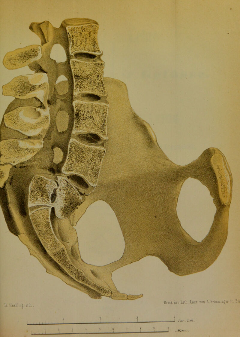 B.Hoeflmg lith.. DtucL ler Lith Aust, von Ä.frnituniit£er in Zu * Var 7- oll. ^ )!rtrc .