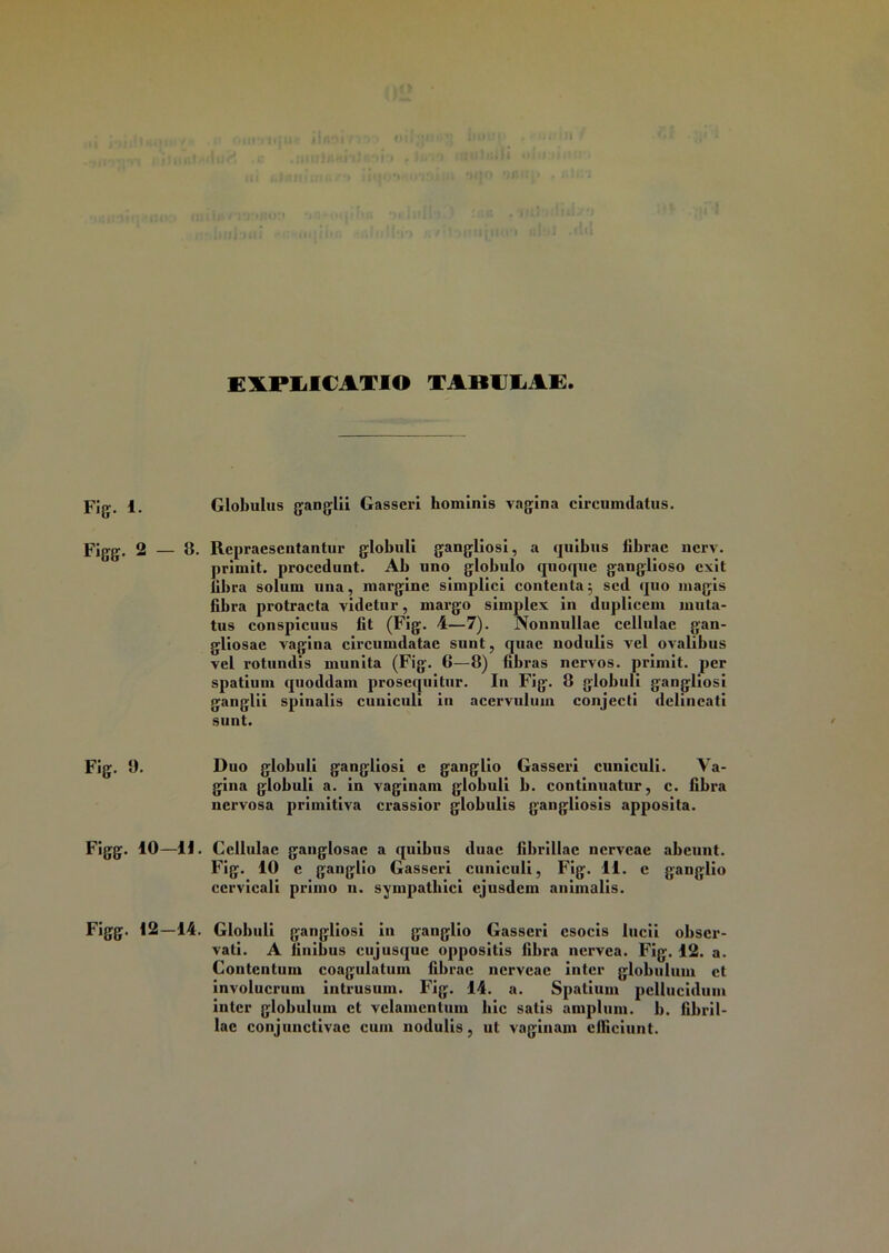 EXPLICATIO TABULAE. Fig-. 1. Globulus ganglii Gasseri hominis vagina circumdatus. Figg. 2 — 8. Repraesentantur globuli gangliosi, a quibus fibrae ncrv. primit. procedunt. Ab uno globulo quoque ganglioso exit libra solum una, margine simplici contenta; sed quo magis fibra protracta videtur, margo simplex in duplicem muta- tus conspicuus fit (Fig. 4—7). Nonnullae cellulae gan- gliosae vagina circumdatae sunt, quae nodulis vel ovalibus vel rotundis munita (Fig. 6—8) fibras nervos, primit. per spatium quoddam prosequitur. In Fig. 8 globuli gangliosi ganglii spinalis cuuiculi in acervnlum conjecti dclincati sunt. Fig. 9. Duo globuli gangliosi e ganglio Gasseri cuniculi. Va- gina globuli a. in vaginam globuli b. continuatur, c. fibra nervosa primitiva crassior globulis gangliosis apposita. Figg. 10—II. Cellulae ganglosae a quibus duae fibrillae nerveae abeunt. Fig. 10 e ganglio Gasseri cuniculi, Fig. 11. c ganglio cervicali primo n. sympathici ejusdem animalis. Figg. 12—14. Globuli gangliosi in ganglio Gasseri esocis lucii obser- vati. A finibus cujusquc oppositis fibra nervea. Fig. 12. a. Contentum coagulatum fibrae nerveae inter globulum et involucrum intrusum. Fig. 14. a. Spatium pellucidum inter globulum et velamentum hic satis amplum, b. fibril- lae conjunctivae cum nodulis, ut vaginam efficiunt.