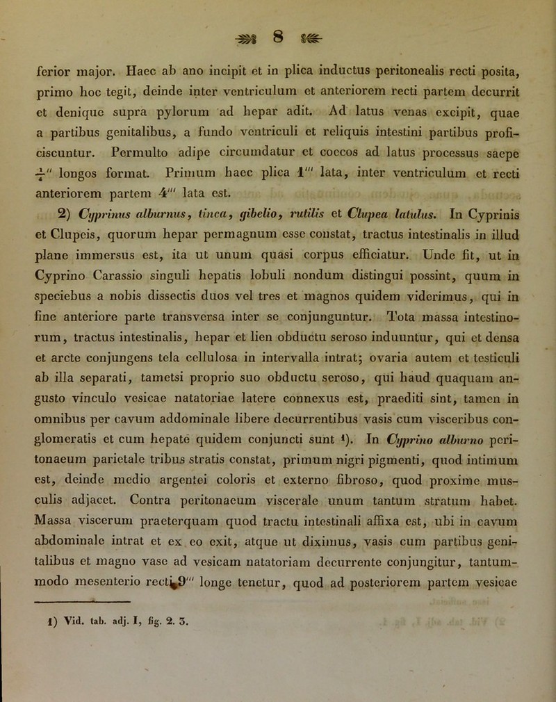 ferior major. Haec ab ano incipit et in plica inductus peritonealis recti posita, primo hoc tegit, deinde inter ventriculum et anteriorem recti partem decurrit et denique supra pylorum ad hepar adit. Ad latus venas excipit, quae a partibus genitalibus, a fundo ventriculi et reliquis intestini partibus profi- ciscuntur. Permulto adipe circumdatur et coecos ad latus processus saepe -j- longos format. Primum haec plica 1' lata, inter ventriculum et recti anteriorem partem 4' lata est. 2) Cyprinus alburnus, tinca, yibelio, i'utilis et Clupea latulus. In Cyprinis et Clupeis, quorum hepar permagnum esse constat, tractus intestinalis in illud plane immersus est, ita ut unum quasi corpus efficiatur. Unde fit, ut in Cyprino Carassio singuli hepatis lobuli nondum distingui possint, quum in speciebus a nobis dissectis duos vel tres et magnos quidem viderimus, qui in fine anteriore parte transversa inter se conjunguntur. Tota massa intestino- rum, tractus intestinalis, hepar et lien obductu seroso induuntur, qui et densa et arcte conjungens tela cellulosa in intervalla intrat; ovaria autem et testiculi ab illa separati, tametsi proprio suo obductu seroso, qui haud quaquam an- gusto vinculo vesicae natatoriae latere connexus est, praediti sint, tamen in omnibus per cavum addominale libere decurrentibus vasis cum visceribus con- glomeratis et cum hepate quidem conjuncti sunt *). In Cyprino alburno peri- tonaeum parietale tribus stratis constat, primum nigri pigmenti, quod intimum est, deinde medio argentei coloris et externo fibroso, quod proxime mus- culis adjacet. Contra peritonaeum viscerale unum tantum stratum habet. Massa viscerum praeterquam quod tractu intestinali affixa est, ubi in cavum abdominale intrat et ex eo exit, atque ut diximus, vasis cum partibus geni- talibus et magno vase ad vesicam natatoriam decurrente conjungitur, tantum- modo mesenterio reet^9' longe tenetur, quod ad posteriorem partem vesicae