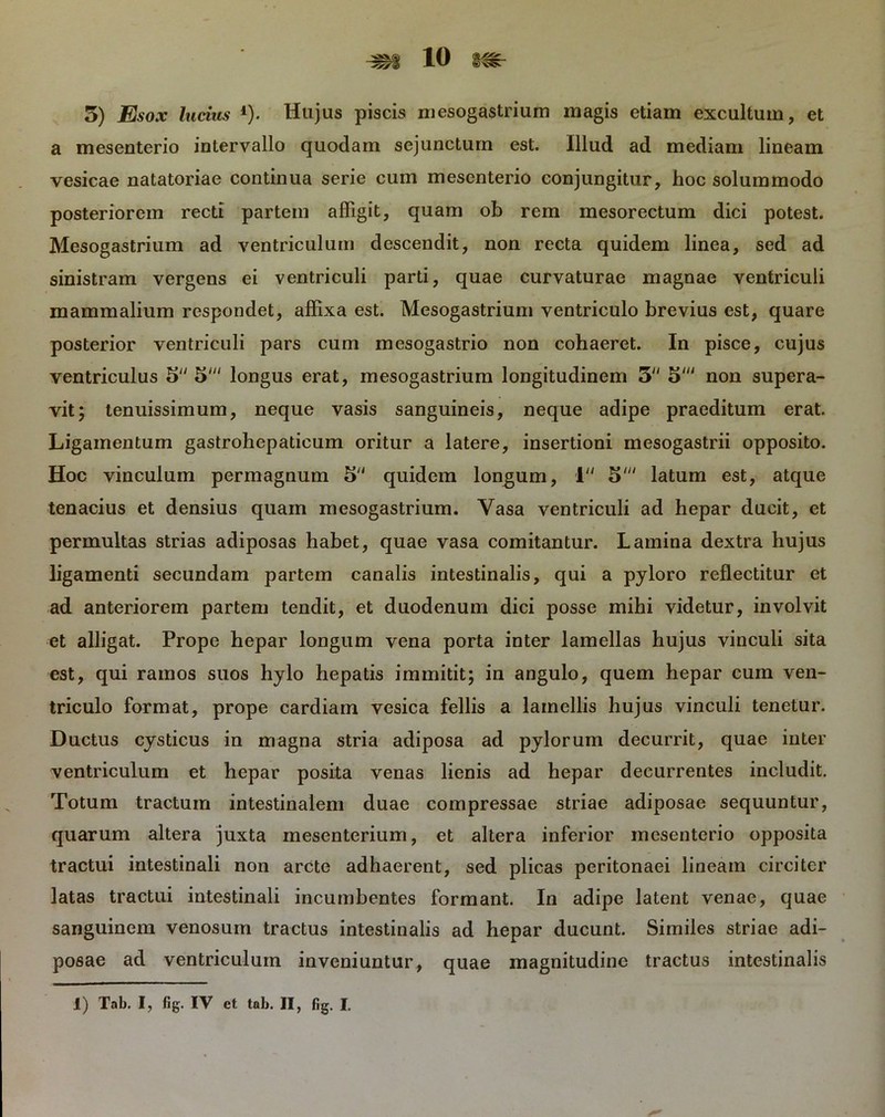 5) Esox lucius 4). Hujus piscis mesogastrium magis etiam excultum, et a mesenterio intervallo quodam sejunctum est. Illud ad mediam lineam vesicae natatoriae continua serie cum mesenterio conjungitur, hoc solummodo posteriorem recti partem affigit, quam ob rem mesorectum dici potest. Mesogastrium ad ventriculum descendit, non recta quidem linea, sed ad sinistram vergens ei ventriculi parti, quae curvaturae magnae ventriculi mammalium respondet, affixa est. Mesogastrium ventriculo brevius est, quare posterior ventriculi pars cum mesogastrio non cohaeret. In pisce, cujus ventriculus 5 5' longus erat, mesogastrium longitudinem 3 5' non supera- vit; tenuissimum, neque vasis sanguineis, neque adipe praeditum erat. Ligamentum gastrohepaticum oritur a latere, insertioni mesogastrii opposito. Hoc vinculum permagnum 5 quidem longum, 1 5' latum est, atque tenacius et densius quam mesogastrium. Yasa ventriculi ad hepar ducit, et permultas strias adiposas habet, quae vasa comitantur. Lamina dextra hujus ligamenti secundam partem canalis intestinalis, qui a pyloro reflectitur et ad anteriorem partem tendit, et duodenum dici posse mihi videtur, involvit et alligat. Prope hepar longum vena porta inter lamellas hujus vinculi sita est, qui ramos suos hylo hepatis immitit; in angulo, quem hepar cum ven- triculo format, prope cardiam vesica fellis a lamellis hujus vinculi tenetur. Ductus cysticus in magna stria adiposa ad pylorum decurrit, quae inter ventriculum et hepar posita venas lienis ad hepar decurrentes includit. Totum tractum intestinalem duae compressae striae adiposae sequuntur, quarum altera juxta mesenterium, et altera inferior mesenterio opposita tractui intestinali non arcte adhaerent, sed plicas peritonaei lineam circiter latas tractui intestinali incumbentes formant. In adipe latent venae, quae sanguinem venosum tractus intestinalis ad hepar ducunt. Similes striae adi- posae ad ventriculum inveniuntur, quae magnitudine tractus intestinalis i) Tab. I, fig. IV et tab. II, fig. I.