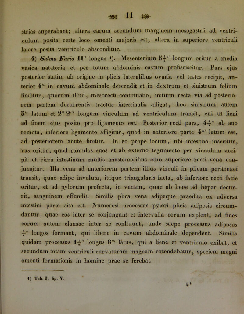 strias superabant; altera earum secundum marginem mesogastrii ad ventri- culum posita certe loco omenti majoris est; altera in superiore ventriculi latere posita ventriculo absconditur. 4) Salmo Fario 11 longus *). Mesenterium 5- longum oritur a media vesica natatoria et per totum abdominis cavum profisciscitur. Pars ejus posterior statim ab origine in plicis lateralibus ovaria vel testes recipit, an- terior 4' in cavum abdominale descendit et in dextrum ct sinistrum folium finditur, quorum illud, mesorecti continuatio, initium recta via ad posterio- rem partem decurrentis tractus intestinalis alligat, hoc sinistrum autem 5' latum et 2 2' longum vinculum ad ventriculum transit, cui ut lieni ad finem ejus posito pro ligamento est. Posterior recti pars, 4-j- ab ano remota, inferiore ligamento affigitur, quod in anteriore parte 4' latum est, ad posteriorem acute finitur. In eo prope locum, ubi intestino inseritur, vas oritur, quod ramulos suos et ab externo tegumento per vinculum acci- pit et circa intestinum multis anastomosibus cum superiore recti vena con- jungitur. Illa vena ad anteriorem partem illius vinculi in plicam peritonaei transit, quae adipe involuta, itaque triangularis facta, ab inferiore recti facie oritur, et ad pylorum profecta, in venam, quae ab liene ad hepar decur- rit, sanguinem effundit. Similis plica vena adipeque praedita ex adversa intestini parte sita est. Numerosi processus pylori plicis adiposis circum- dantur, quae eos inter se conjungunt et intervalla eorum explent, ad fines eorum autem clausae inter se confluunt, unde saepe processus adiposos ■f longos formant, qui libere in cavum abdominale dependent. Similis quidam processus 1-J- longus 8' latus, qui a liene et ventriculo exibat, et secundum totam ventriculi curvaturam magnam extendebatur, speciem magni omenti formationis in homine prae se ferebat. I) Tab. I, fig. V. 2*