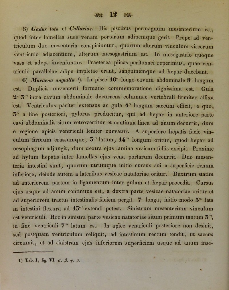 quod inter lamellas suas venam portarum adipemque gerit. Prope ad ven- triculum duo mesenteria conspiciuntur, quorum alterum vinculum viscerum ventriculo adjacentium, alterum mesogastrium est. In mesogastrio quoque vasa et adeps inveniuntur. Praeterea plicas peritonaei reperimus, quae ven- triculo parallelae adipe impletae erant, sanguinemque ad hepar ducebant. 6) JMuraena anguilla 4). In pisce 16 longo cavum abdominale 8 longum est. Duplicis mesenterii formatio commemoratione dignissima est. Gula 2 3' intra cavum abdominale decurrens columnae vertebrali firmiter affixa est. Ventriculus pariter extensus ac gula 4 longum saccum efficit, e quo, 5 a fine posteriori, pylorus producitur, qui ad hepar in anteriore parte cavi abdominalis situm retrovertitur et continua linea ad anum decurrit, dum e regione apicis ventriculi leniter curvatur. A superiore hepatis facie vin- culum firmum crassumque, 5' latum, 14' longum oritur, quod hepar ad oesophagum adjungit, dum dextra ejus lamina vesicam fellis excipit. Proxime ad hylum hepatis inter lamellas ejus vena portarum decurrit. Duo mesen- teria intestini sunt, quorum utrumque initio cursus sui a superficie renum inferiore, deiude autem a lateribus vesicae natatoriae oritur. Dextrum statim ad anteriorem partem in ligamentum inter gulam et hepar procedit. Cursus ejus usque ad anum continuus est, a dextra parte vesicae natatoriae oritur et ad superiorem tractus intestinalis faciem pergit. 7 longa, initio modo 5' lata in intestini flexura ad 15' extendi potest. Sinistrum mesenterium vinculum est ventriculi. Hoc in sinistra parte vesicae natatoriae situm primum tantum 3', in fine ventriculi 7' latum est. In apice ventriculi posteriore non desinit, sed postquam ventriculum reliquit, ad intestinum rectum tendit, ut saccus circumit, et ad sinistram ejtfs inferiorem superficiem usque ad anum inse-
