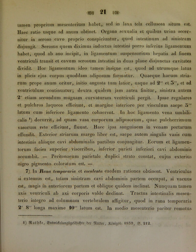 ~§7§ ;§«3C' tamen proprium mesenterium habet, sed in laxa tela cellusosa situm est. Haec ratio usque ad anum obtinet. Organa sexualia et quibus urina secer- nitur in seroso cavo proprio conspiciuntur, quod intestinum ad sinistram disjungit. Serosus quem diximus inductus intestini porro inferius ligamentum habet, quod ab ano incipit, in ligamentum suspensorium hepatis ad finem ventriculi transit et cavum serosum intestini in duas plane disjunctas cavitates dividit. Hoc ligamentum ideo tamen insigne est, quod ad utrumqne latus in plicis ejus corpus quoddam adiposum formatur. Quaeque harum stria- rum prope anum oritur, initio angusta tum latior, usque ad 2' et 5', et ad ventriculum continuatur; dextra quidem jam antea finitur, sinistra autem 2 etiam secundum magnam curvaturam ventriculi pergit. Ipsae regulares et pulchros laqueos efficiunt, et margine interiore per vinculum saepe o' latum cum inferiore ligamento cohaerent. In hoc ligamento vena umbili- calis *) decurrit, ad quam vasa corporum adiposorum, quae pulcherrimum vasorum rete efficiunt, fluunt. Haec ipsa sanguinem in venam portarum effundit. Exterior striarum margo liber est, saepe autem singulis vasis cum intestinis aliisque cavi abdominalis partibus conjungitur. Eorum et ligamen- torum facies superior visceribus, inferior parieti inferiori cavi abdominis accumbit. — Peritonaeum parietale duplici strato constat, cujus exterius nigro pigmento coloratum est. — 7) In Rana temporaria et esculenta eaedem rationes obtinent. Ventriculus si extensus est, totam sinistram cavi abdominis partem occupat, si vacuus est, magis in anteriorem partem et oblique quidem inclinat. Nunquam tamen axis ventriculi ab axi corporis valde declinat. Tractus intestinalis mesen- terio integro ad columnam vertebralem affigitur, quod in rana temporaria 2 8' longa maxime 10' latum est. In medio mesenterio pariter remotus