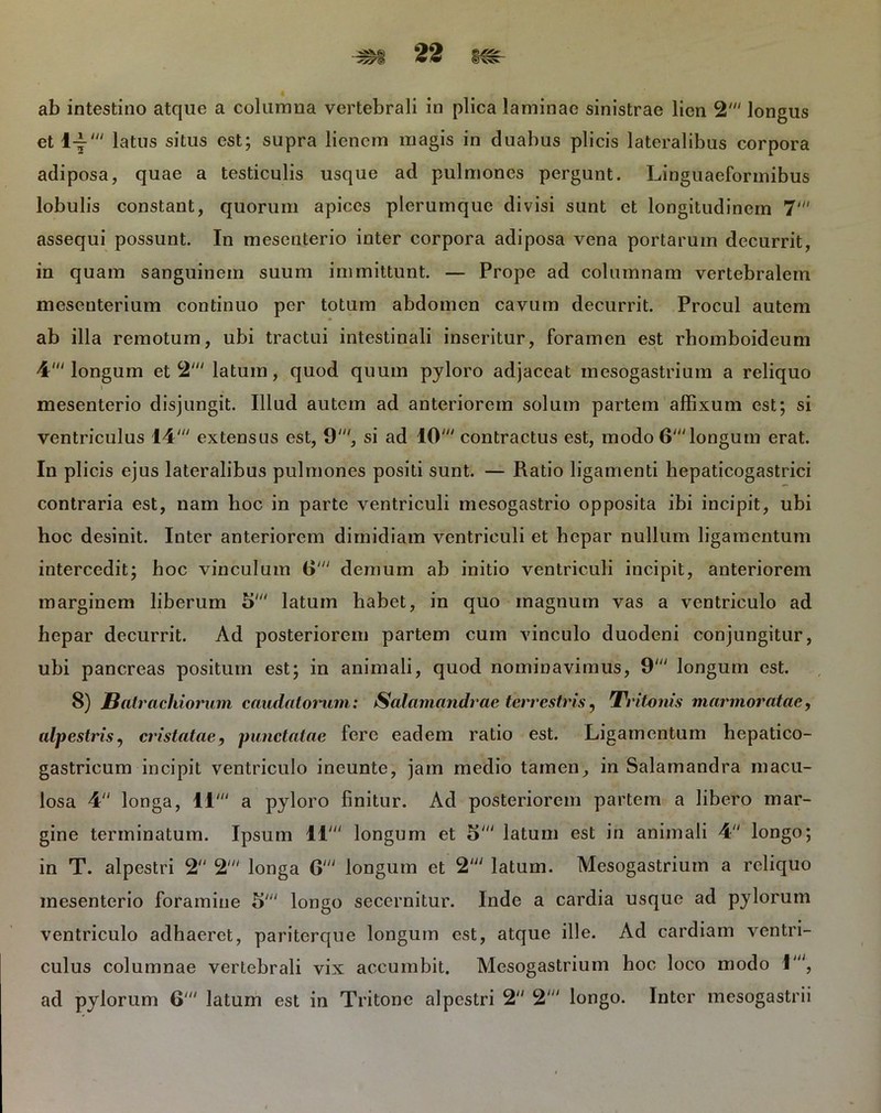 ab intestino atque a columna vertebrali in plica laminae sinistrae lien 2' longus et l-±-' latus situs est; supra lienem magis in duabus plicis lateralibus corpora adiposa, quae a testiculis usque ad pulmones pergunt. Linguaeformibus lobulis constant, quorum apices plerumque divisi sunt et longitudinem 7' assequi possunt. In mesenterio inter corpora adiposa vena portarum decurrit, in quam sanguinem suum immittunt. — Prope ad columnam vertebralem mesenterium continuo per totum abdomen cavum decurrit. Procul autem ab illa remotum, ubi tractui intestinali inseritur, foramen est rhomboideum 4' longum et 2' latum, quod quum pyloro adjaceat mesogastrium a reliquo mesenterio disjungit. Illud autem ad anteriorem solum partem affixum est; si ventriculus 14' extensus est, 9', si ad 10' contractus est, modo 6'longum erat. In plicis ejus lateralibus pulmones positi sunt. — Ratio ligamenti hepaticogastrici contraria est, nam hoc in parte ventriculi mesogastrio opposita ibi incipit, ubi hoc desinit. Inter anteriorem dimidiam ventriculi et hepar nullum ligamentum intercedit; hoc vinculum G' demum ab initio ventriculi incipit, anteriorem marginem liberum 5' latum habet, in quo magnum vas a ventriculo ad hepar decurrit. Ad posteriorem partem cum vinculo duodeni conjungitur, ubi pancreas positum est; in animali, quod nominavimus, 9' longum est. 8) JBatrachiorum caudatorum: Salamandrae terrestris ? Ti i tonis marmoratae, alpestris^ cristatae, punctatae fere eadem ratio est. Ligamentum hepatico- gastricum incipit ventriculo ineunte, jam medio tamen, in Salamandra macu- losa 4 longa, 11' a pyloro finitur. Ad posteriorem partem a libero mar- gine terminatum. Ipsum 11' longum et 5' latum est in animali 4 longo; in T. alpestri 2 2' longa G; longum et 2' latum. Mesogastrium a reliquo mesenterio foramine 5' longo secernitur. Inde a cardia usque ad pylorum ventriculo adhaeret, pariterque longum est, atque ille. Ad cardiam ventri- culus columnae vertebrali vix accumbit. Mesogastrium hoc loco modo 1', ad pylorum 6' latum est in Tritone alpestri 2 2' longo. Inter mesogastrii