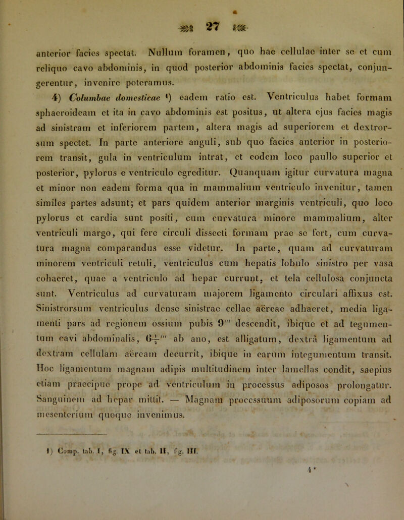 anterior facies spectat. Nullum foramen, quo hae cellulae inter se et cum reliquo cavo abdominis, in quod posterior abdominis facies spectat, conjun- gerentur, invenire poteramus. 4) Columbae domesticae *) eadem ratio est. Ventriculus habet formam sphacroideam et ita in cavo abdominis est positus, ut altera ejus facies magis ad sinistram et inferiorem partem, altera magis ad superiorem et dextror- sum spectet. In parte anteriore anguli, sub quo facies anterior in posterio- rem transit, gula in ventriculum intrat, et eodem loco paullo superior et posterior, pylorus e ventriculo egreditur. Quanquam igitur curvatura magna et minor non eadem forma qua in mammalium ventriculo invenitur, tamen similes partes adsunt; et pars quidem anterior marginis ventriculi, quo loco pylorus et cardia sunt positi, cum curvatura minore mammalium, alter ventriculi margo, qui fere circuli dissecti formam prae se fert, cum curva- tura magna comparandus esse videtur. In parte, quam ad curvaturam minorem ventriculi retuli, ventriculus cum hepatis lobulo sinistro per vasa cohaeret, quae a ventriculo ad hepar currunt, et tela cellulosa conjuncta sunt. Ventriculus ad curvaturam majorem ligamento circulari affixus est. Sinistrorsum ventriculus dense sinistrae cellae aereae adhaeret, media liga- menti pars ad regionem ossium pubis 9' descendit, ibique et ad tegumen- tum cavi abdominalis, (I—' ab ano, est alligatum, dextra ligamentum ad dextram cellulam aeream decurrit, ibique in earum integumentum transit. Hoc ligamentum magnam adipis multitudinem inter lamellas condit, saepius etiam praecipue prope ad ventriculum in processus adiposos prolongatur. Sanguinem ad hepar mittit. — Magnam processuum adiposorum copiam ad mesenterium quoque invenimus. I) Coinp. lab. I, fig. IX et tab. II, f:g. III.
