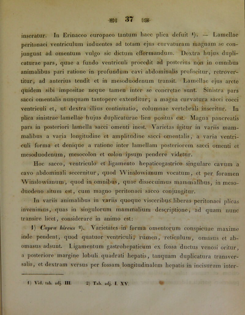 inseratur. In Erinaceo europaeo tantum haec plica defuit ,). — Lamellae peritonaei ventriculum induentes ad totam ejus curvaturam magnam se con- jungunt ad omentum vulgo sic dictum efformandurn. Dextra hujus dupli- caturae pars, quae a fundo ventriculi procedit ad posterius non in omnibus animalibus pari ratione in profundum cavi abdominalis profiscitur, retrover- titur, ad anterius tendit et in mesoduodenum transit. Lamellae ejus arcte quidem sibi impositae neque tamen inter se concretae sunt. Sinistra pars sacci omentalis nunquam tantopere extenditur; a magna curvatura sacci coeci ventriculi et, ut dextra illius continuatio, columnae vertebrali inseritur. In plica sinistrae lamellae hujus duplicaturae lien positus est. Magna pancreatis pars in posteriori lamella sacci omenti inest. Varietas igitur in variis mam- malibus a varia longitudine et amplitudine sacci omentalis, a varia ventri- culi forma et denique a ratione inter lamellam posteriorem sacci omenti et mesoduodenum, mesocolon et colon ipsum pendere videtur. Hoc sacco, ventriculo et ligamento hepaticogastrico singulare cavum a cavo abdominali secernitur, quod Winslow-ianum vocatum, et per foramen Winslowianum, quod in omnibus, quae dissecuimus mammalibus, in meso- duodeno situm est, cum magno peritonaei sacco conjungitur. In variis animalibus in variis quoque visceribus liberas peritonaei plicas invenimus, quas in singulorum mammalium descriptione, ad quam nunc transire licet, considerare in animo est: I) Capra lurcas 2). Varietates in forma omentorum conspicuae maxime inde pendent, quod quatuor ventriculi, rumen, reticulum, oniasus et ab- omasus adsunt. Ligamentum gastrohcpaticum ex fossa ductus venosi oritur, a posteriore margine lobuli quadrati hepatis, tanquam duplicatura transver- salis, ct dextram versus per fossam longitudinalem hepatis in incisuram inter-