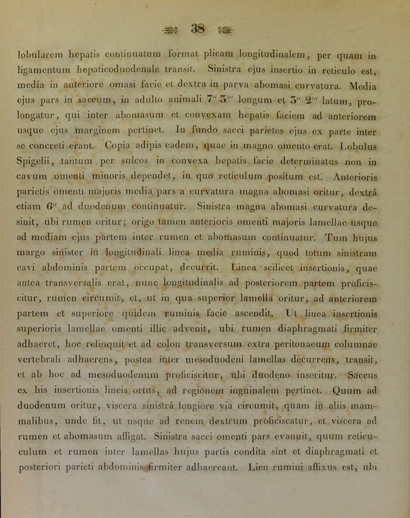 lobularem hepatis continuatum format plicam longitudinalem, per quam in ligamentum hepaticoduodenale transit. Sinistra ejus insertio in reticulo est, inedia in anteriore omasi facie et dextra in parva abomasi curvatura. Media ejus pars in saccum, in adulto animali 7 5' longum et 5 >£' latum, pro- longatur, qui inter abomasum et convexam hepatis faciem ad anteriorem usque ejus marginem pertinet. In fundo sacci parietes ejus ex parte inter se concreti erant. Copia adipis eadem, quae in magno omento erat. Lobulus Spigelii, tantum per sulcos in convexa hepatis facie determinatus non in cavum omenti minoris dependet, in quo reticulum positum est! Anterioris parietis omenti majoris media pars a curvatura magna abomasi oritur, dextra etiam 6 ad duodenum continuatur. Sinistra magna abomasi curvatura de- sinit, ubi rumen oritur; origo tamen anterioris omenti majoris lamellae usque ad mediam ejus partem inter rumen et abomasum continuatur. Tum hujus margo sinister in longitudinali linea media ruminis, quod totum sinistram cavi abdominis partem occupat, decurrit. Linea scilicet insertionis, quae antea transversalis erat, nunc longitudinalis ad posteriorem partem proficis- citur, rumen circumit, et, ut in qua superior lamella oritur, ad anteriorem partem et superiore quidem ruminis facie ascendit. Ut linea insertionis superioris lamellae omenti illic advenit, ubi rumen diaphragmati firmiter adhaeret, hoc relinquit et ad colon transversum extra peritonaeum columnae vertebrali adhaerens, postea inter mesoduodeni lamellas decurrens, transit, et ab hoc ad mesoduodenum proficiscitur, ubi duodeno inseritur. Saccus ex his insertionis lineis ortus, ad regionem inguinalem pertinet. Quum ad duodenum oritur, viscera sinistra longiore via circumit, quam in aliis mam- malibus, unde fit, ut usque ad renem dextrum proficiscatur, et viscera ad rumen et abomasum affigat. Sinistra sacci omenti pars evanuit, quum reticu- culum et rumen inter lamellas hujus partis condita sint et diaphragmati et posteriori parieti abdominis firmiter adhaereant. Lien rumini affixus est, ubi