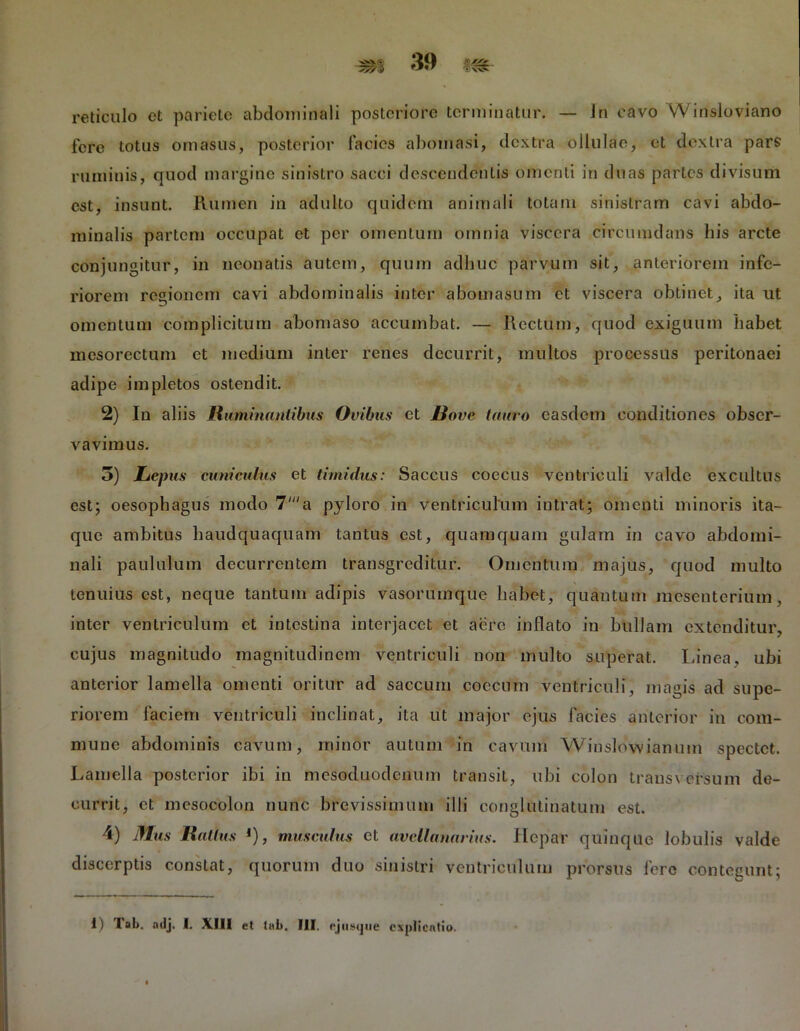 reticulo ct pariete abdominali posteriore terminatur. — In cavo Winsloviano fere totus omasus, posterior facies aboinasi, dextra ollulae, et dextra pars ruminis, quod margine sinistro sacci descendentis omenti in duas partes divisum est, insunt. Rumen in adulto quidem animali totam sinistram cavi abdo- minalis partem occupat et per omentum omnia viscera circumdans his arcte conjungitur, in neonatis autem, quum adhuc parvum sit, anteriorem infe- riorem regionem cavi abdominalis inter abomasum et viscera obtinet, ita ut omentum complicitum abomaso accumbat. — Rectum, quod exiguum habet mesorectum et medium inter renes decurrit, multos processus peritonaei adipe impletos ostendit. 2) In aliis Ruminantibus Ovibus ct Bove tauro easdem conditiones obser- vavimus. 5) Lepus cuniculus et timidus: Saccus coecus ventriculi valde excultus est; oesophagus modo 7'a pyloro in ventriculum intrat; omenti minoris ita- que ambitus haudquaquam tantus est, quamquam gulam in cavo abdomi- nali paululum decurrentem transgreditur. Omentum majus, quod multo tenuius est, neque tantum adipis vasorumque habet, quantum mesenterium, inter ventriculum ct intestina interjacet et aere inflato in bullam extenditur, cujus magnitudo magnitudinem ventriculi non multo superat. Linea, ubi anterior lamella omenti oritur ad saccum coccum ventriculi, magis ad supe- riorem faciem ventriculi inclinat, ita ut major ejus facies anterior in com- mune abdominis cavum, minor autum in cavum Winslowianum spectet. Lamella posterior ibi in mesoduodenum transit, ubi colon transversum de- currit, ct mesocolon nunc brevissimum illi conglutinatum est. 4) Mus Ratius l), musculus et avcllanarius. Hepar quinque lobulis valde discerptis constat, quorum duo sinistri ventriculum prorsus fere contegunt;