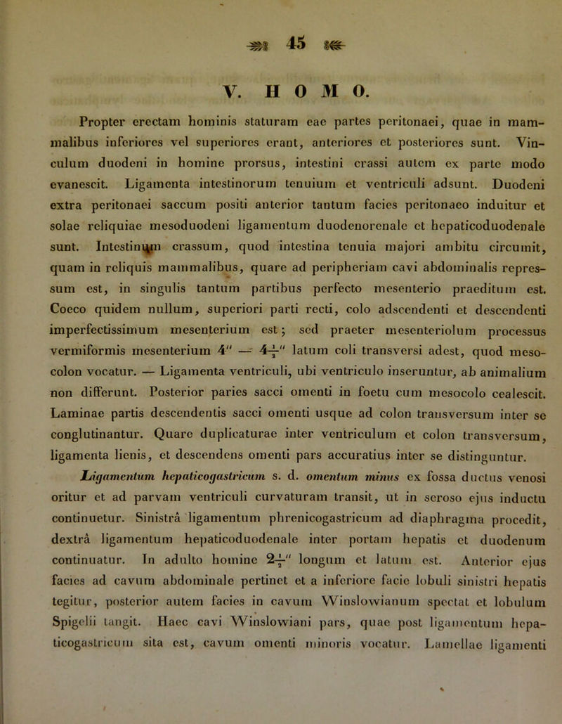 V. H O M O. Propter erectam hominis staturam eae partes peritonaei, quae in mam- malibus inferiores vel superiores erant, anteriores et posteriores sunt. Vin- culum duodeni in homine prorsus, intestini crassi autem ex parte modo evanescit. Ligamenta intestinorum tenuium et ventriculi adsunt. Duodeni extra peritonaei saccum positi anterior tantum facies peritonaeo induitur et solae reliquiae mesoduodeni ligamentum duodenorenale et hepaticoduodenale sunt. Intestinali crassum, quod intestina tenuia majori ambitu circumit, quam in reliquis mammalibus, quare ad peripheriam cavi abdominalis repres- sum est, in singulis tantum partibus perfecto mesenterio praeditum est. Cocco quidem nullum, superiori parti recti, colo adseendenti et descendenti imperfectissimum mesenterium est; sed praeter inesenteriolum processus vermiformis mesenterium 4 — 4-- latum coli transversi adest, quod meso- colon vocatur. — Ligamenta ventriculi, ubi ventriculo inseruntur, ab animalium non differunt. Posterior paries sacci omenti in foetu cum mesocolo cealescit. Laminae partis descendentis sacci omenti usque ad colon transversum inter se conglutinantur. Quare duplicaturae inter ventriculum et colon transversum, ligamenta lienis, et descendens omenti pars accuratius inter se distinguntur. Ligamentum hepaticogastricum s. d. omentum minus ex fossa ductus venosi oritur et ad parvam ventriculi curvaturam transit, ut in seroso ejus inductu continuetur. Sinistra ligamentum phrenicogastricum ad diaphragma procedit, dextra ligamentum hepaticoduodenale inter portam hepatis et duodenum continuatur. In adulto homine <l-~“ longum et latum est. Anterior ejus facies ad cavum abdominale pertinet et a inferiore facie lobuli sinistri hepatis tegitur, posterior autem facies in cavum Winslowianum spectat et lobulum « Spigelii tangit. Haec cavi Winslowiani pars, quae post ligamentum hepa- ticogastrieum sita est, cavum omenti minoris vocatur. Lamellae ligamenti 9
