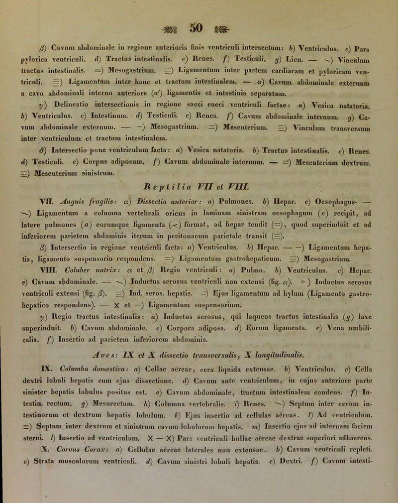 0) Cavum abdominale in regione anterioris finis ventriculi intersectum: b) Ventriculus, e) Pars pylorica ventriculi, d) Tractus intestinalis, e) Renes, f) Testiculi, g) Lien. — Vinculum tractus intestinalis. =) Mesogastrium. =) Ligamentum inter partem cardiacam et pyloricam ven- triculi. =) Ligamentum inter hanc et tractum intestinalem. — «) Cavum abdominale externum a cavo abdominali interno anteriore (a1) ligamentis et intestinis separatum. y) Delineatio intersectionis in regione sacci coeci ventriculi factae: «) Vesica natatoria. b) Ventriculus, c) Intestinum, d) Testiculi, e) Renes, f) Cavum abdominale internum, g) Ca- vum abdominale externum. — —) Mesogastrium. —) Mesenterium. =E) Vinculum transversum inter ventriculum et tractum intestinalem. d) Intersectio pone ventriculum facta: a) Vesica natatoria, b) Tractus intestinalis, c) Renes. d) Testiculi, e) Corpus adiposum, f) Cavum abdominale internum. — Mesenterium dextrum. EE) Mesenterium sinistrum. Reptilia VII et VIII. VII. Anguis fragilis: a) Dissectio anterior: a) Pulmones, b) Ilepar. c) Oesophagus- — —) Ligamentum a columna vertebrali oriens in laminam sinistram oesophagum (c) recipit, ad latere pulmones (a) eorumejue ligamenta (<) format, ad hepar tendit (=), quod superinduit et ad inferiorem parietem abdominis iterum in peritonaeum parietale transit (EE). 0) Intersectio in regione ventriculi facta: n) Ventriculus. 6) Ilepar. — —) Ligamentum hepa- tis, ligamento suspensorio respondens. —) Ligamentum gastrohepaticum. EE) Mesogastrium. VIII. Coluber natrix: a et 0) Regio ventriculi: «) Pulmo. b) Ventriculus. c) Hepar. e) Cavum abdominale. — -^) Inductus serosus ventriculi non extensi (fig. a). > ) Inductus serosus ventriculi extensi (fig. 0). =) Ind. seros, hepatis. =) Ejus ligamentum ad hyluin (Ligamento gastro- hepatico respondens). — X ct —) Ligamentum suspensorium. y) Regio tractus intestinalis: «) Inductus serosus, qui laqueos tractus intestinalis (<jr) laxe superinduit. b) Cavum abdominale, c) Corpora adiposa, d) Eorum ligamenta, e) Vena umbili- calis. f) Insertio ad parietem inferiorem abdominis. Aves: IX et X dissectio transversalis, A longitudinalis. IX. Columba domestica: a) Cellae aereae, cera liquida extensae, b) Ventriculus, c) Cella dextri lobuli hepatis cum ejus dissectione, d) Cavum ante ventriculum, in cujus anteriore parte sinister hepatis lobulus positus est. e) Cavum abdominale, tractum intestinalem condens, f) In- testin. rectum, g) Mesorectum. Ii) Columna vertebralis, i) Renes. -•) Septum inter cavum in- testinorum ct dextrum hepatis lobulum, k) Ejus insertio ad cellulas aereas. I) Ad ventriculum. —) Septum inter dextrum et sinistrum cavum lobulorum hepatis, m) Insertio ejus ad internam faciem sterni. /) Insertio ad ventriculum. X — X) Pars ventriculi bullae aereae dextrae superiori adhaerens. X. Corvus Corax: a) Cellulae aereae laterales non extensae. b) Cavum ventriculi repleti. c) Strata musculorum ventriculi, d) Cavum sinistri lobuli hepatis, e) Dextri, f) Cavum intcsli-