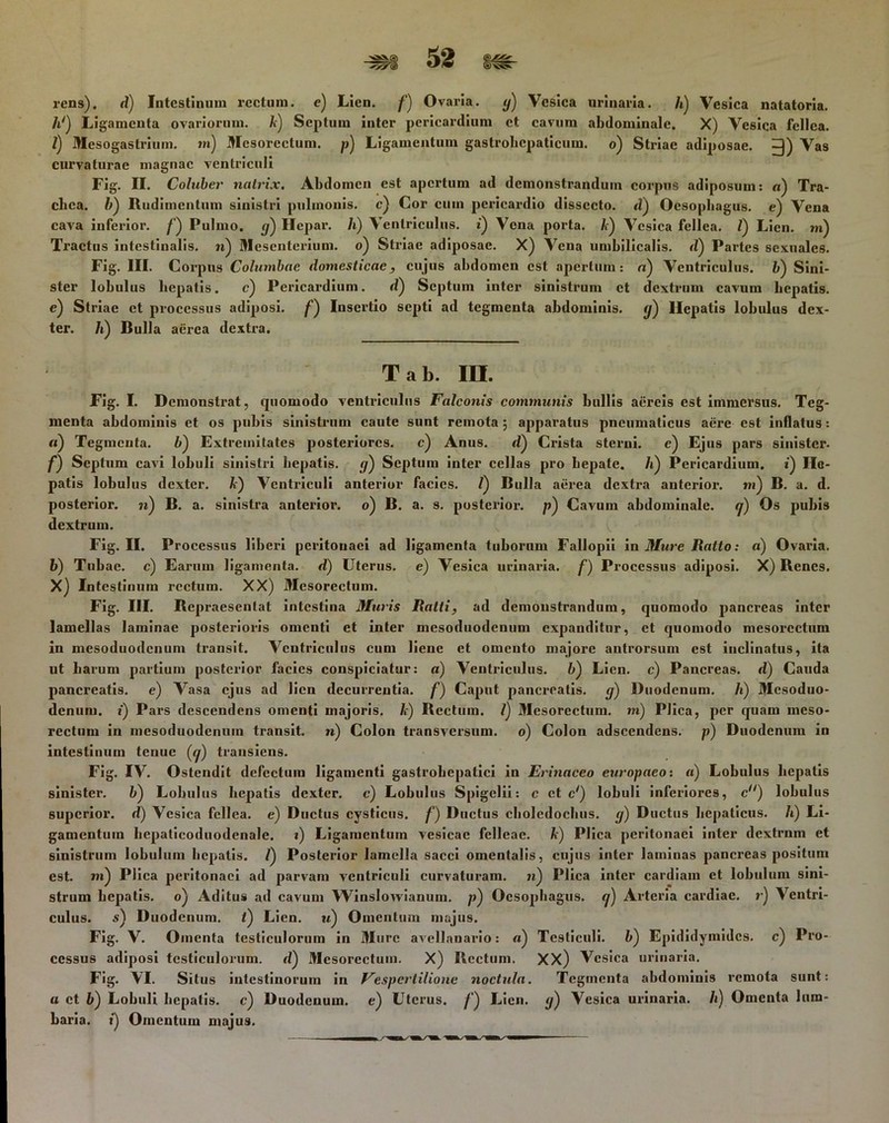 rens). ti) Intestinum rectum, e) Lien. /’) Ovai-ia. </) Vesica urinaria. Zt) Vesica natatoria. h1) Ligamenta ovariorum, A) Septum inter pericardium ct cavum abdominale. X) Vesica fellea. Z) Mesogastrium. m) Mesorectum. p) Ligamentum gastrobepaticura. o) Striae adiposae. ^)) Vas curvaturae magnae ventriculi Fig. II. Coluber natrix. Abdomen est apertum ad demonstrandum corpus adiposum: a) Tra- chea. A) Rudimentum sinistri pulmonis, c) Cor cum pei‘icardio dissecto, d) Oesophagus, e) Vena cava infci-ior. /') Pulmo. </) Hepar, /i) Ventriculus, i) Vena porta, A) Vesica fellea. Z) Lien, m) Tractus intestinalis, n) Mesenterium, o) Striae adiposae. X) Vena umbilicalis, d) Partes sexuales. Fig. III. C oi*pus Columbae domesticae, cujus abdomen est apertum: n) Ventriculus. 6) Sini- ster lobulus hepatis. c) Pericardium. d) Septum inter sinistrum ct dextrum cavum hepatis, e) Striae ct processus adiposi, f) luscinio septi ad tegmenta abdominis, (j) Hepatis lobulus dex- ter. /i) Bulla aei^ea dextra. Tab. IU. Fig. I. Demonstrat, quomodo ventriculus Falconis communis bullis aereis est immersus. Teg- menta abdomiuis et os pubis sinistrum caute sunt remota; apparatus pneumaticus aex-e est inflatus: «) Tegmenta. Z<) Extremitates posteriores. c) Anus. d) Crista sterni. c) Ejus pars sinister. /) Septum cavi lobuli sinistri hepatis. </) Septum inter cellas pro hepate, /i) Pericardium, i) He- patis lobulus dexter. A) Ventriculi anterior facies. Z) Bulla aerea dextra anterior, »i) B. a. d. posterior. «) B. a. sinistra anterior, o) B. a. s. postcrioi1. p) Cavum abdominale, cj) Os pubis dextrum. Fig. II. Processus liberi peritonaei ad ligamenta tubornm Fallopii in Mure Ratto: a) Ovaida. b) Tubae, c) Earum ligamenta, d) Uterus, e) Vesica urinaria, f) Processus adiposi. X) Renes. X) Intestinum rectum. XX) Mcsorectum. Fig. III. Repraesentat intestina Muris Ratti, ad demonstrandum, quomodo pancreas inter lamellas laminae posterioi-is omenti et inter mesoduodenum expanditur, et quomodo mesorectum in mesoduodenum transit. Vcntidculus cum liene et omento majore antrorsunx est inclinatus, ita ut liarum partium postei“ior facies conspiciatur: a) Ventriculus, b) Lien, c) Pancreas, d) Cauda pancreatis, e) Vasa ejus ad lien decurrentia, f) Caput pancreatis, g) Duodenum. Zt) Mesoduo- denum. t) Pai'S descendens omenti majoris. Zt) Rectum. Z) Mesorectum. m) Plica, per quam meso- rectum in mesoduodenum transit. n) Colon transversum, o) Colon adseendens. p) Duodenum in intestinum tenue (y) transiens. Fig. IV. Ostendit defectum ligamenti gastrobepatici in Erinaceo europaeo: «) Lobulus hepatis sinistei*. Z») Lobulus hepatis dexter, c) Lobulus Spigelii: c ct c1) lobuli infex-iores, c11) lobulus superior, d) Vesica fellea, e) Ductus cysticus. /’) Ductus choledochus, g) Ductus hepaticus. Zt) Li- gamentum hepaticoduodenale. i) Ligamentum vesicae felleae. A) Plica peritonaei inter dextrnm et sinistrum lobulum hepatis. Z) Posterior lamella sacci omentalis, cujus inter laminas pancreas positum est. m) Plica peritonaei ad parvam ventriculi curvaturam, n) Plica inter cardiam et lobulum sini- strum hepatis, o) Aditus ad cavum Winslowianum. p) Oesophagus, g) Artei^ia cardiae. >■) Ventri- culus. .s) Duodenum, t) Lien, u) Omentum majus. Fig. V. Omenta testiculorum in Mure avcllanario: o) Testiculi. Z») Epididymidcs. c) Pro- cessus adiposi testiculoimm. d) Mesorectum. X) Rectum. XX) Vesica urinaria. Fig. \I. Situs intestinorum in Vespertilione noctula. Tegmenta abdominis remota sunt: a ct 6) Lobuli hepatis, c) Duodenum, e) Uterus. ^‘) Lien. </) Vesica uidnaria. Zi) Omenta lum- baria. i) Omentum majus.