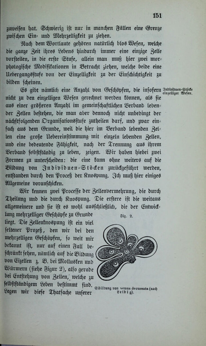 Zuweifen fycit ©d^tüierxa ift nur in manchen gällen eine (Grenze ZWifdjen (Sin' unb 9iftehrzelligfeit jieijen. 9tach bem Wortlaute gehören natürlich bloS^öefen, metrfjc bic ganze £e\t ihres Sebent ^tnburrf) immer eine einzige Belle borftellen, in bie erfte @tufe, allein man muß f)ier zwei mor- pl)oiogifc^e Sttobififationen in iöetracfjt gieren, welche beibe eine UebergangSftufe t)on ber (Sinzeltigfeit ju ber (£infdiid)tigfeit zu bilben fd)einen. GrS gibt nämlid) eine Anzahl bon @efd)öpfen, bie infofern nid)t ju ben einseitigen 2Befen gerechnet werben fömten, als fie aus einer größeren ^lnsal)l im gemeinfd)aftlichen ^erbanb leben- ber Bellen befielen, bie man aber bennod) nicf)t unbebingt ber näd)ftfolgenben DrganifationSftufe jutljeilen barf, unb jwar ein- fach aus bem ®runbe, weil bie l)ier im $erbattb lebenben 3e^ len eine große Uebereinftimmmtg mit einzeln lebenben gellen, unb eine bebeutenbe gähigfeit, nach ber Trennung aus ihrem SBerbanb felbftftänbig zu leben, seigen. 2Öir hüben t)iebei zwei gormen ju unterfd)eiben: bie eine fann ol)ne weitert auf bie Gilbung bon 3nbibibuen-@töden gurö(fgeführt werben, entftanben burd) ben ^ßroceß ber Knospung. 3d) muß hier einiget Allgemeine öoranfdjiden. 2Bir lennen zwei ^roceffe ber Bellenbermehrung, bie burd) Teilung unb bie burd) Knospung. £)ie erftere ift bie weitaus allgemeinere unb fie ift eS wof)l auSfd)ließlidi, bie ber Gnttwid:- lung mehrzelliger ®efd)öpfe zu ®runbe Sig. 2. liegt. £)ie BetlenfnoSpung ift ein biel felteuer Prozeß, ben wir bei ben mehrzelligen ©efd)öpfen, fo Weit mir befannt ift, nur auf einen gall be* fchränftfehen, nämlid) auf bie Gilbung bon Eizellen 3. 23. bei 3RoHu$!en unb Türmern (fiel)e gigur 2), alfo gerabe bei Grntftehung bon Bellen,' welche zu felbftftänbigem Beben beftimmt finb. _„lfk _, ' (Sibdbung »on venus decussata(nad) Begen wir btefe £hatfacf)e nuferer ßetbig).