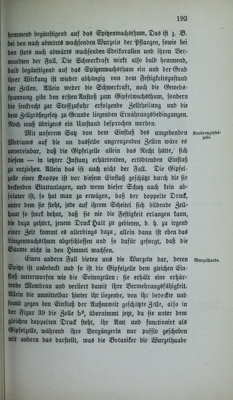 fjemmenb begünftigenb auf baS @pi£enWad)Stf)um. £)aS ift 3. V. bei ben nad) abwärts wadjfenben Söuraeln ber ‘ißflanaen, fowie bei ben ftets nad) abwärts wadjfenben Gsbetforaden unb ifyren Veiv roanbten ber gad. $Die ©djwerfraft wirft alfo halb pemmenb, halb begünftigenb auf baS <Spi^enwad)Stf)um ein uub ber®rab ifjrer Sirfung ift wieber abhängig uon beut geftigfeitsauftanb ber 3eden. Mein Weber bie @djwerfraft, nod) bie ©ewebs^ fpanuung gibt ben erften Sluftoß aum ©ipfelwacpstljum, fonbern bie fenfredjt aur @toffauful)r erfolgenbe 3e^^e^un9 unb bie bem 3edgröj$egefe£ au ©runbe liegenben ©rnäfjrungSbebiugungen. ftod) mujj übrigens ein Umftanb befprodjen werben. SD^it uuferem @a£ Don bem (Sinflufi beS umgebenbeu Äno8»ena^fei* SttebiumS auf bie au badfeibe angrenaenben äedeu wäre es unbereinbar, baß bie ©ipfelaede adein bas 9fad)t t)ätte, fidj biefem — in fester 3nftana erf)ärtenben, ertöbtenben (£infiup au entaiefyen. 2ldein baS ift aud) nidjt ber gad- £)ie ©ipfel* aede einer $noSpe ift t)or biefem ©influfj gefdjü^t burd) bie fie bedenbeu Vlattanlagen, unb wenn biefer 0dju(3 aud) fein ab' foluter ift, fo fjat man au erwägen, bafj Der hoppelte £)rud, unter bem fie ftefyt, jebe auf ifjrem @d)eitel fidj bilbenbe 3ed* I)aut fo ftarf befjnt, bafj fie nie bie geftigfeit erlangen fann, bie baau gehört, Jenem £)rud§alt au gebieten, b. p. an irgenb einer $t\t fommt es allerbingS baau, adein bann ift ebenbaS öängenwacpstpum abgefcploffen unb fo bafür geforgt, ba§ bie Zäunte nidjt in ben §immel wadjfen- ©neu anbern gad bieten uns bie Vhtraeln bar, bereu SSurgelljauBe. ^pipe ift nnbebedt unb fo ift bie ©ipfelaede bem gleichen (Sim flug unterworfen wie bie 0eitenaeden: fie erhält eine erpär* tenbe Membran unb berliert bamit ipre VermeprungSfäpigfeit- 2ldein bie unmittelbar pinter ipr liegenbe, Don ipi' bebedte unb fomit gegen ben (Einflug ber Stufjenwelt gefcpii&te 3?de, alfo in ber gtgitr 39 bie 3ede b2, übernimmt Jefct, ba fie unter bem gleichen hoppelten £)rud ftept, it)r 2tmt unb functtonirt als ©ipfelaede, mäprenb igre Vorgängerin nur paffiD gefdjoben mit anbern bas barftedt, was bie Votanifer bie SÖ3ur$elf)aube