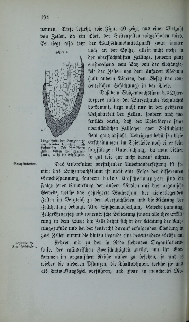 {ftecapitutation. ©tfltnbrtfdie 3i»eifd>icfytigfeit. nennen. ©iefe befteßt, wie gigur 40 geigt, aus einer 23ielgaf)l ©heil ber ©eitengellen mitgefdhoben roirb. ber SadjSthumSmittelpunft gmar immer nod) an ber 0pi£e, allein nid)t mehr in ber oberfläd)Iid)ften 3eWaÖc/ fonbern gang entfprecfjenb bem 0afc üon ber Abhängig* feit ber £ztim non bem äußeren 9ttebium (mit anbern Sorten, bem ©efe£ ber com centrifdjen «Schichtung) in ber ©iefe. ©aß beim SpifcenmadhSthum beS ©hier* förperS nichts ber Surgetyaube Sehnliches noifommt, Hegt nicht nur in ber größeren ©ehnbarfeit ber 3eden, fonbern aud) roe* fentXid) barin, baß ber ©hierförper ferne obevfIäd)Xicf)en 3dtfagen ober (Et)itinf)äute ftets gang abftößt. UebrigenS bebürfen biefe (5rfd)einungen im ©hierleibe nod) einer fef>r forgfältigen Unterfudjung, ba man bisher fo gut mie gar nicht barauf achtete. ©aS (Snbrefultat üorftef)enber Suseinanberfe^ung ift fo* mit: bas SpifcenmadjSthum ift nid)t eine golge ber bifferenten ©emebsfpamtung, fonbern beibe (Srfdjeinungen ftnb bie golge jener ©umirfung ber äußern üJttebien auf baS organifeße ©eraebe, raeldje baS gefteigerte Sac^stßum ber tiefertiegenben 3ellen im 33erg(eicf) gu ben oberflächlichen unb bie SRidjtung ber 3etltf)eilung bebingt. Slfo Spi^enmachSthum, ©eroebefpannmtg, 3ellgrößengefe£ unb concentrifdje Schichtung finben ade ihre ©rflä* rung in bem Sa£: bie 3ede beXjnt fid) in ber 9fid)tung ber 9^a^ ruttgSgufuhr unb bei ber fenfredjt barauf erfolgenbett 5©f)eilung in gtnei 3eden nimmt bie hinten liegenbe eine bebeutenbere ©röße an. lehren mir gu ber in SRebe fteljenben DrganifationS* ftufe, ber cplinbrifdjen 3roe^fcit gurüd, um ißr 2$or* fommen im organifdjen 9?eid)e näher gu befefyen, fo finb es mieber bie nieberen ^flangen, bie ©hallophpten, melcfye fie un$ als (SntmicflungSgiel öorfiiljren, unb gmar in mandierfei bon 3eüen, ba ein ©S liegt alfo je^t Stgut 40 CängSfdjnitt ber Söurjelfpi^e »ott Isoetes lacustris imcf) £cfmeifter. 2)ie fcfjraifitten 3etfen feiiben bie SBurjel* Raufte, a ift bie ©ipfelgeCte.