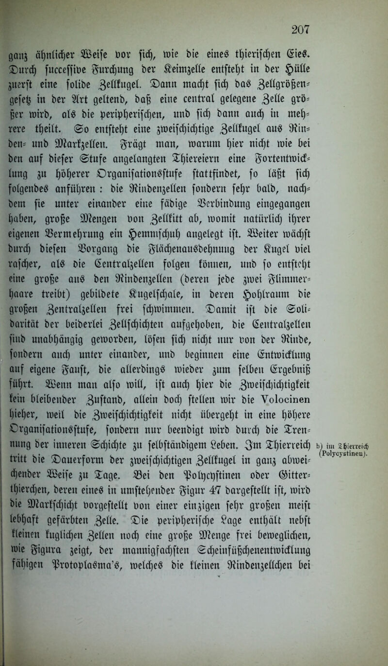 gait$ ähnlicher 2Beife Dor fid), tote bie eines tt)ierif(f)en GrieS- £)urch fttcceffioe gurdjung bcv ^ein^elle entfteljt in ber Jpülle jiterft eine fotibe 3e^u9^- ®^nn macht fid) baS gellgrößen* gefep in ber 5Xrt gettenb, baß eine central gelegene 3elle 9*ö* per wirb, als bie peripßerifcßen, nnb ficf) bann aitdf) in meh- rere tßeitt. @o entfteßt eine stt)eifd)idjtige ,3ellfugel aus 9^in« beit* nnb üttarfjeflen. grägt man, warum hier nidP)t wie bei ben auf biefer (Stufe angelangten £l)iereiern eine gortentwid* lung gu fjöljerer DrganifationSftufe ftattfinbet, fo läßt fid) folgenbe^ anfül)ren : bie ^iubenjellen fonberit fe£)r halb, nad)* bem fie unter einanber eine fähige S3erbinbnng eingegangen haben, große Mengen Don ^ellfitt ab, womit natiirlid) ihrer eigenen Vermehrung ein §emmfdjuh angelegt ift. Leiter toädjft burd) biefett Vorgang bie glädjenauSbehnuug ber $ugel Diel rafcßer, als Die (Sentrafyellen folgen föuuen, nnb fo entftel)t eine große ait^ ben SHinbenjellen (bereu jebe $wei Stimmer* haare treibt) gebilbete $ugelfd)ale, in beren §ol)lraum bie großen 3^tttralge£len frei fchwimmen. £)amit ift bie Soli* barität ber betberlei 3eflfd)ichteu aufgehoben, bie (Seutralgeüen fiitb unabhängig geworben, löfen fich nicht nur non ber 9ftttbe, fottbern and) unter einanber, unb beginnen eine Gmtwidlung auf eigene gauft, bie allerdings wieber ^nm felbeit Grrgebniß führt. 2Benn man alfo will, ift auch hier bie 3weifd)id)tigfeit lein bleibenber $uftanb, allein bod) ftellen wir bie Yolocinen l)ief)er, weil bie 3weifd)id)tigfeit nicht übergeht in eine höhere | CrganifationSftufe, fonbern nur beenbigt wirb burd) bie £ren* nung ber inneren Sdjid)te git felbftänbigem 8ebem -3m SHäerreid) b) im S$ietreidj i tritt bie £>auerform ber $weifd)id)tigen gelinge! in gan$ abwei* (Polycystinenj- | djenber 2Öeife ^u £age. Vei ben ^ol^ctjftinen ober (bitter* tl)terd)en, beren eine« in umfte()enber gigur 47 bargeftellt ift, wirb bie ÜD?arffd)id)t Oorgeftellt Don einer einzigen fehr großen meift lebhaft gefärbten 3elle. £)ie pevipherifdje £age enthält nebft Keinen fuglicljen gellen noch eine große üJttenge frei beweglichen, wie gigura geigt, ber mannigfadjften Scheinfüßchenentwicfluug | fähigen <>)3rotoplaSma,S, welches bie fleinen $Rinben$elld)en bei