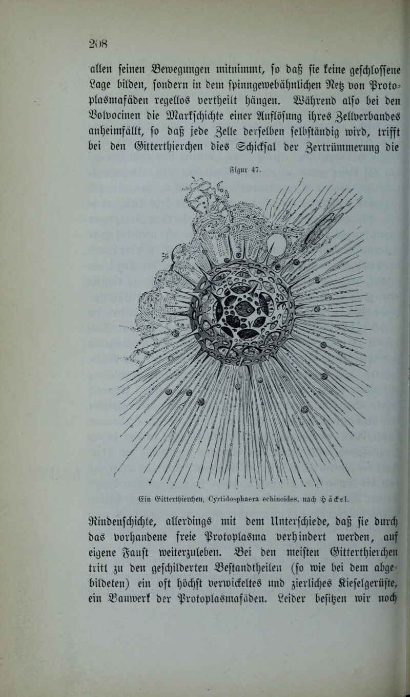 aßen feinen ^Bewegungen mitnimmt, fo bag fte feine gefdjtoffene Sage bitben, foitbent in bem fpinngewebäljnlidjen $te£ non ^3roto* ptaSmafäben regellos Dertfyeitt Ijängen. $3äf)renb alfo bei beit ^otoocinen bie 9Jlarffd)icf»te einer 2tnftöfung ifyreS 3eßöerbanbeS anfjehnfäßt, fo bafs jebe $eße berfetöen fetbftänbig roirb, trifft bei ben ®ittertf)ierd)en bieS ©djidfat ber 3ertrümmerung bie Sigur 47. Gin @ittevtf?ierd>en( Cyrtidosphaera echinoides, nad> .£>äcfel. 9ftnbenfd)id)te, aßerbingS mit bem Unterfdjiebe, ba§ fie burdj baS Dorfyanbette freie ^rotoptaSma oerfyinbert merben, auf eigene gauft weiter^ißeben. 4Bei ben meiften ©ittertf)ievd)en tritt jn ben gefdjitberten 23eftanbtl)ei(en (fo wie bei bem abge< bitbeten) ein oft t)öd)ft DermideßeS nnb jiertidjeS ^iefefgerüfte, ein ^Baumert ber ^rotoptaSmaföben, Leiber befitjen mir nod)