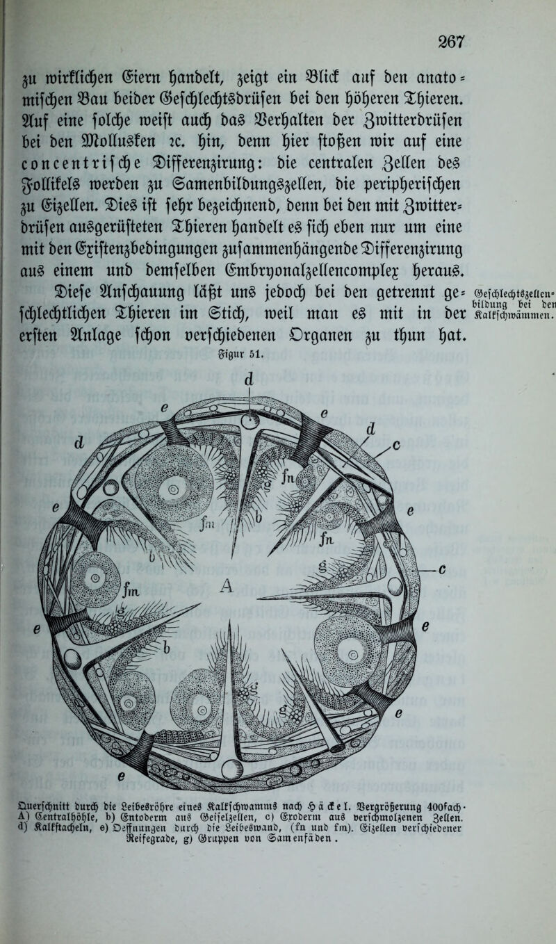 §u tmrflidEjen (Stern fjanbelt, geigt ein Göltet auf ben anato = mifcljen 23au beiber ($efdf)ledf)t§brüfen bei ben f)öfjeren gieren. 2Xuf eine foldje roeift audfj ba3 $er£jalten ber 3roitte^üfen bei ben 9ttollu3fen :c. Ijin, benn §ier ftofjen mir auf eine concentrifd^e 3)ifferen§irung: bie centralen be§ gottifefö werben $u ©amenbilbung§§ellen, bie peripljerifdjen §n (Stellen* £)ie§ ift fef)r be^eidEptenb, benn bei ben mit 3witter= brüfen au^geriifteten gieren fjanbelt fid^ eben nur um eine mit ben (Sjiften^bebingungen gnfammenpngenbe^)ifferen§irnng au§ einem nnb bemfelben (Smbrponalgellencomplej l)erau3. Oiefe 5lnfd^anung läf$t un§ jeboef) bet ben getrennt ge= ©e^te^senen- fd^ted^ttid^en gieren im ©tidfj, weil man e3 mit in ber S”|»ämmc!?. erften Anlage fdfjon nerfdfjiebenen Organen <$u tljun t)at. Stgur 51. d