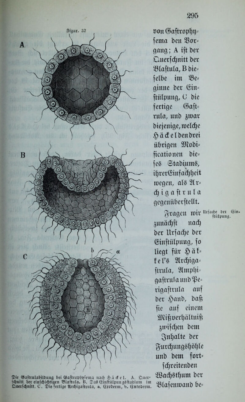 gtgur. 52 non $aftropfji^ fema ben 58or= gang; A ift ber Duerfdjnitt ber 531aftula, B bie= felbe im 53e= ginne ber ($im ftülpung, <J bie fertige ($aft= rula, nnb §roar biejenige, roeXdf)e §ä(f eiben brei übrigen 9Jlobi= ficationen bie= fe3 6tabium3, ifjrerßinfacfyljeit wegen, a!3 51 r= cf) i g a ft r u I a gegenüberftellt. fragen wir»^«8«-- §unäc^ft nad) ber Urfacfje ber ©inftülpung, fo liegt für §äf= fef3 5lrd)iga* ftrula, 5Intpf)i= gaftrulaunb^e= rigaftrula anf ber «panb, baft fie auf einem äWfjuerpItnifs §mifcf)en bem Qnfjalte ber gurcf)ung§f)öf)Ie unb bem fort= fcf)reitenben *5510 ©aftvula&Übung bei Gftaftropfftfema nad) £äcfel. A. Quer* 5öacf)§tf)Um ber jctynitt t>ev einfcf>i<J>tiaen 53laftitla. B. $a8 (SinftiUpimgaftabium im a3frtfOMtMrtvts Dueridjnitt. C. ©ie fettige $lrdjigaftrula, a. (£;roberm,'b. (xntoberm. <HU|eiUUUIlU Uc-