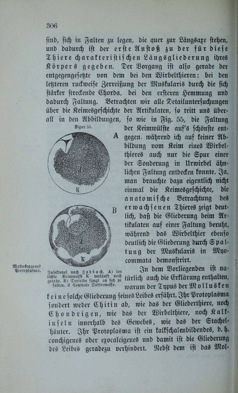 9Jtoflu8cogene8 ?3tctopla8ma. Sigur 55. finb, fid^ in galten gu legen, bie quer §ur SängSajce fielen, unb baburcf) ift ber erfteSlnftofj §u ber für biefe £f)iere d^arafteriftifc^en £äng3glieberung ityre3 Körper § gegeben. 2)er Vorgang ift alfo gerabe ber entgegengefettfe non bem bei ben Sßirbeltljieren: bei ben letzteren rucfroeife gerreifmng ber 9)Zu3fulari§ burcf) bie fid^ ftärfer ftrecfenbe ßljorba, bei ben erfteren Hemmung unb baburcf) galtung. 53etrad)ten roir alle $>etaitunterfucf)ungen über bie $eimeggefd)icf)te ber 2frtifulaten, fo tritt un3 über= alt in ben Stbbitbungen, fo roie in gig. 55, bie galtung ber $eimroülfte auf'§ fdfjönfte ent= gegen, roäfpcenb \ä) auf feiner 5fb= bitbung nom $eim eiltet SBirbeO tf)iere3 and) nur bie ©pur einer ber ©onbermtg in Urrnirbel äf)n= tid^en galtung entheben fonnte. ga, man brauste ba^u eigentlich nid£)t einmal bie $hime3gefcf)icf)te, bie anatomifcfje Betrachtung be3 ertoachfenen 2^iere§ geigt beut= lief), ba£ bie ®tieberung beim 5Ir= tifulaten auf einer galtung beruht, mä^renb ba3 SBirbettfjier ebenfo beutlidf) bie ®tieberung burdh ©pal* tung ber 9flu3futari3 in ÜDtyo* commata bemonftrirt. MM na« 3a>ba*. a, b« 3« bew »orliegenben ift na= “Wfc »W» S türli($ au$ bie ®rt(ätun3 entfiatten, falten. 4 (ientvale Sottevmaffe. nmrum JgpU§ bet 3W 0 U U « f e tt feine foldje ©lieberang feine« Seibe« erfahrt, ^fjr $rotopla«ma fonbert roeber ©fjitin a6, roie ba« ber @liebertl)iere, nodj ©fjonbrigen, mie ba« ber SirBeltfjiere, nodj Saft« infein innerhalb be« ©eroebe«, roie ba« ber ©tadjel» f)äuter. Sf)r Sfkotopfaema ift ein fa(ffcl)a(enbilbenbe«, b. b- condjigene« ober ejocafcigene« unb batnit ift bie ©lieberung be« Seibe« gerabep oerljinbert. 9?ebft bem ift ba« SUiol*