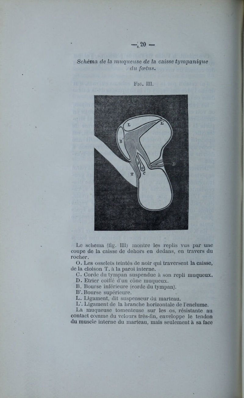 ■ Le schéma (fig. III) montre les replis vus par une coupe de la caisse de dehors en dedans, en travers du rocher. O. Les osselets teintés de noir qui traversent la caisse, de la cloison T. à la paroi interne. C. Corde du tympan suspendue à son repli muqueux, D. Etrier coiffé d’un cône muqueux. B. Bourse inférieure (corde du tympan). B’. Bourse supérieure. L. Ligament, dit suspenseur du marteau. L’. Ligament de la branche horizontale de l'enclume. La muqueuse tomenteuse sur les os, résistante au contact comme du velours très-fin, enveloppe le tendon du muscle interne du marteau, mais seulement à sa face