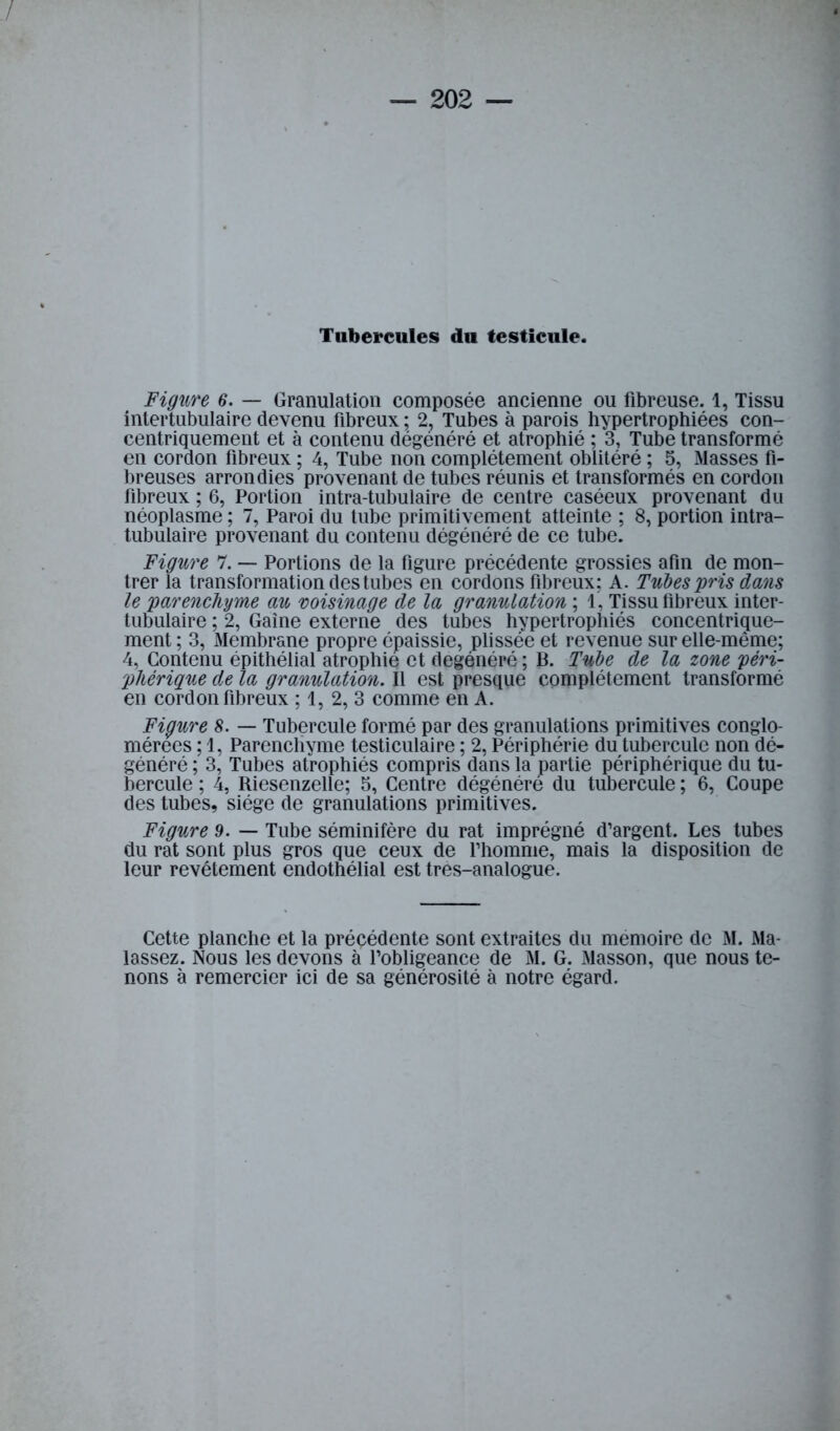 Figure 6. — Granulation composée ancienne ou fibreuse. 1, Tissu intertubulaire devenu fibreux ; 2, Tubes à parois hypertrophiées con- centriquement et à contenu dégénéré et atrophié ; 3, Tube transformé en cordon fibreux ; 4, Tube non complètement oblitéré ; 5, Masses fi- breuses arrondies provenant de tubes réunis et transformés en cordon fibreux ; 6, Portion intra-tubulaire de centre caséeux provenant du néoplasme ; 7, Paroi du tube primitivement atteinte ; 8, portion intra- tubulaire provenant du contenu dégénéré de ce tube. Figure 7. — Portions de la figure précédente grossies afin de mon- trer la transformation des tubes en cordons fibreux; A. Tubes pris dans le parenchyme au voisinage de la granulation ; 1, Tissu fibreux inter- tubulaire ; 2, Gaine externe des tubes hypertrophiés concentrigue- ment ; 3, Membrane propre épaissie, plissée et revenue sur elle-même; 4, Contenu épithélial atrophié et dégénéré ; B. Tube de la zone péri- phérique de la granulation. Il est presque complètement transformé en cordon fibreux ; 1, 2, 3 comme en A. Figure 8. — Tubercule formé par des granulations primitives conglo- mérées ; 1, Parenchyme testiculaire ; 2, Périphérie du tubercule non dé- généré ; 3, Tubes atrophiés compris dans la partie périphérique du tu- bercule ; 4, Riesenzelle; 5, Centre dégénéré du tubercule ; 6, Coupe des tubes, siège de granulations primitives. Figure 9. — Tube séminifère du rat imprégné d’argent. Les tubes du rat sont plus gros que ceux de l’homme, mais la disposition de leur revêtement endothélial est très-analogue. Cette planche et la précédente sont extraites du mémoire de M. Ma- lassez. Nous les devons à l’obligeance de M. G. Masson, que nous te- nons à remercier ici de sa générosité à notre égard.