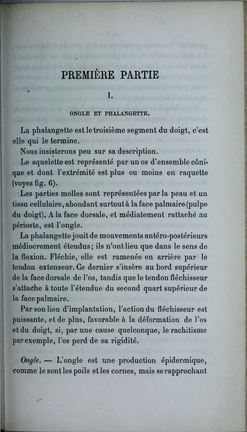 PREMIÈRE PARTIE l. ONGLE ET PHALANGETTE. La phalangette est le troisième segment du doigt, c’est elle qui le termine. Nous insisterons peu sur sa description. Le squelette est représenté par un os d’ensemble coni- que et dont l’extrémité est plus ou moins en raquette (voyez fig. 6). Les parties molles sont représentées par la peau et un tissu cellulaire, abondant surtout à la face palmaire (pulpe du doigt). A la face dorsale, et médiatement rattaché au périoste, est l’ongle. La phalangette jouit de mouvements antéro-postérieurs médiocrement étendus; ils n’ont lieu que dans le sens de la flexion. Fléchie, elle est ramenée en arrière par le tendon extenseur. Ce dernier s’insère au bord supérieur de la face dorsale de l’os, tandis que le tendon fléchisseur s’attache à toute l’étendue du second quart supérieur de la face palmaire. Par son lieu d’implantation, l’action du fléchisseur est puissante, et de plus, favorable à la déformation de l’os et du doigt, si, par une cause quelconque, le rachitisme par exemple, l’os perd de sa rigidité. Ongle. — L’ongle est une production épidermique, comme le sont les poils et les cornes, mais se rapprochant