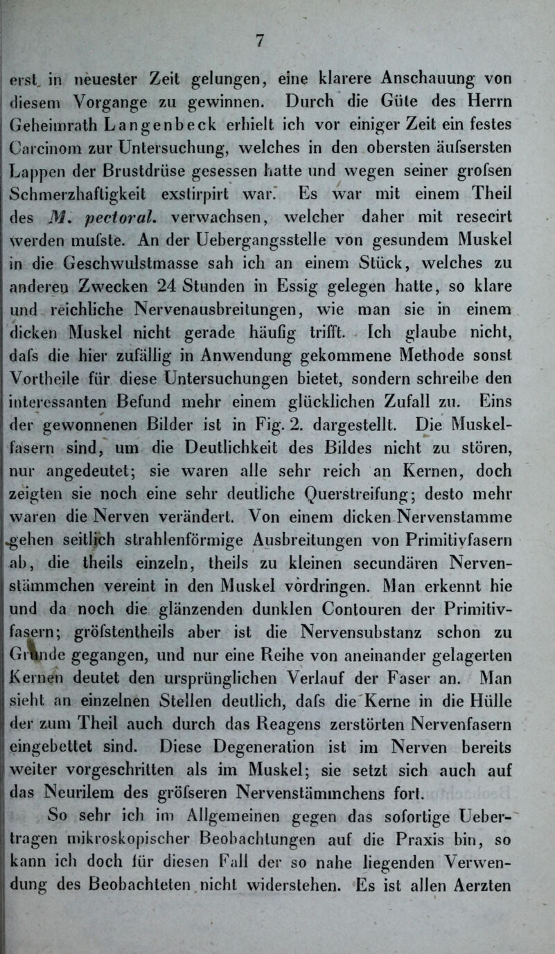 erst, in neuester Zeit gelungen, eine klarere Anschauung von diesem Vorgänge zu gewinnen. Durch die Güte des Herrn Geheimrath Langenbeck erhielt ich vor einiger Zeit ein festes Carcinom zur Untersuchung, welches in den obersten äufsersten Lappen der Brustdrüse gesessen hatte und wegen seiner grofsen Schmerzhaftigkeit exstirpirt war. Es war mit einem Theil des M. pectoral. verwachsen, welcher daher mit resecirt werden mufste. An der Uebergangsstelle von gesundem Muskel in die Geschwulstmasse sah ich an einem Stück, welches zu anderen Zwecken 24 Stunden in Essig gelegen hatte, so klare und reichliche Nervenausbreitungen, wie man sie in einem dicken Muskel nicht gerade häufig trifft. Ich glaube nicht, dafs die hier zufällig in Anwendung gekommene Methode sonst Vortheile für diese Untersuchungen bietet, sondern schreibe den interessanten Befund mehr einem glücklichen Zufall zu. Eins ' der gewonnenen Bilder ist in Fig. 2. dargestellt. Die Muskel- i fasern sind, um die Deutlichkeit des Bildes nicht zu stören, nur angedeutet; sie waren alle sehr reich an Kernen, doch I zeigten sie noch eine sehr deutliche Querstreifung; desto mehr waren die Nerven verändert. Von einem dicken Nervenstamme •gehen seitlich strahlenförmige Ausbreitungen von Primitivfasern ab, die theils einzeln, theils zu kleinen secundären Nerven- stämmchen vereint in den Muskel Vordringen. Man erkennt hie und da noch die glänzenden dunklen Contouren der Primitiv- fasern; gröfstentheils aber ist die Nervensubstanz schon zu Gt%nde gegangen, und nur eine Reihe von aneinander gelagerten Kernen deutet den ursprünglichen Verlauf der Faser an. Man sieht an einzelnen Stellen deutlich, dafs die Kerne in die Hülle der zum Theil auch durch das Reagens zerstörten Nervenfasern eingebettet sind. Diese Degeneration ist im Nerven bereits weiter vorgeschritten als im Muskel; sie setzt sich auch auf das Neurilem des gröfseren Nervenstämmchens fort. So sehr ich im Allgemeinen gegen das sofortige Ueber- tragen mikroskopischer Beobachtungen auf die Praxis bin, so kann ich doch für diesen Fall der so nahe liegenden Verwen- dung des Beobachteten nicht widerstehen. Es ist allen Aerzten