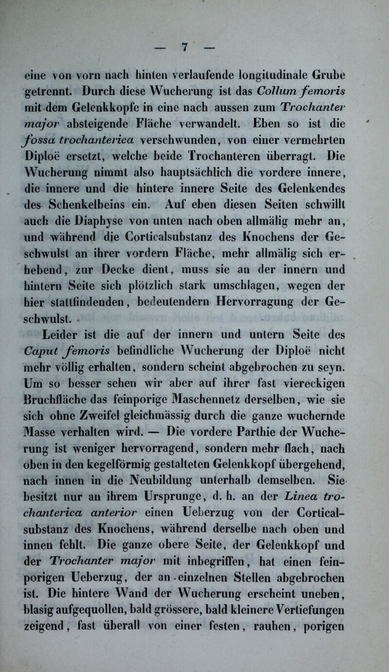 eine von vorn nach hinten verlaufende longitudinale Grube getrennt. Durch diese Wucherung ist das Collum femoris mit dem Gelenkkopfe in eine nach aussen zum Trochanter major absteigende Flache verwandelt. Eben so ist die fossa trochanterica verschwunden, von einer vermehrten Diploe ersetzt, welche beide Trochanteren überragt. Die Wucherung nimmt also hauptsächlich die vordere innere, die innere und die hintere innere Seite des Gelenkendes des Schenkelbeins ein. Auf eben diesen Seiten schwillt auch die Diaphyse von unten nach oben allmälig mehr an, und während die Corticalsubstanz des Knochens der Ge- schwulst an ihrer vordem Fläche, mehr allmälig sich er- hebend , zur Decke dient, muss sie an der innern und hintern Seite sich plötzlich stark Umschlägen, wegen der hier slattlindenden, bedeutendem Hervorragung der Ge- schwulst. Leider ist die auf der innern und untern Seite des Caput femoris befindliche Wucherung der Diploe nicht mehr völlig erhalten, sondern scheint abgebrochen zu seyn. Um so besser sehen wir aber auf ihrer fast viereckigen Bruchfläche das feinporige Maschennetz derselben, wie sie sich ohne Zweifel gleichmässig durch die ganze wuchernde Masse verhalten wird. — Die vordere Parthie der Wuche- rung ist weniger hervorragend, sondern mehr flach, nach oben in den kegelförmig gestalteten Gelenkkopf übergehend, nach innen in die Neubildung unterhalb demselben. Sie besitzt nur an ihrem Ursprünge, d. h. an der Linea tro- chanterica anterior einen Ueberzug von der Cortical- substanz des Knochens, während derselbe nach oben und innen fehlt. Die ganze obere Seite, der Gelenkkopf und der Trochanter major mit inbegriffen, hat einen fein- porigen Ueberzug, der an -einzelnen Stellen abgebrochen ist. Die hintere Wand der Wucherung erscheint uneben, blasig aufgequollen, bald grössere, bald kleinere Vertiefungen zeigend, fast überall von einer festen, rauhen, porigen