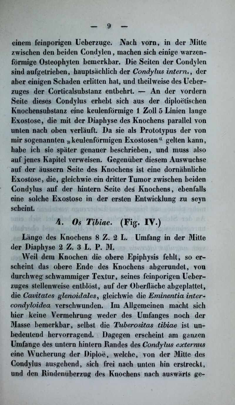 einem feinporigen Ueberzuge. Nach vorn, in der Mitte zwischen den beiden Condylen, machen sich einige warzen- förmige Osteophyten bemerkbar. Die Seiten der Condylen sind aufgetrieben, hauptsächlich der Condylus intern., der aber einigen Schaden erlitten hat, und theilweise des lieber- zuges der Corlicalsubstanz entbehrt. — An der vordem Seite dieses Condylus erhebt sich aus der diploetischen Knochensubstanz eine keulenförmige 1 Zoll 5 Linien lange Exostose, die mit der Diaphyse des Knochens parallel von unten nach oben verläuft. Da sie als Prototypus der von mir sogenannten » keulenförmigen Exostosenc( gelten kann, habe ich sie später genauer beschrieben, und muss also auf jenes Kapitel verweisen. Gegenüber diesem Auswüchse auf der äussern Seite des Knochens ist eine dornähnliche Exostose, die, gleichwie ein dritter Tumor zwischen beiden Condylus auf der hintern Seite des Knochens, ebenfalls eine solche Exostose in der ersten Entwicklung zu seyn scheint. 4. Os Tibiae. (Fig. IV.) Länge des Knochens 8 Z. 2 L. Umfang in der Mitte der Diaphyse 2 Z. 3 L. P. M. Weil dem Knochen die obere Epiphysis fehlt, so er- scheint das obere Ende des Knochens abgerundet, von durchweg schwammiger Textur, seines feinporigen Ueber- zuges stellenweise entblöst, auf der Oberfläche abgeplattet, die Cavitates glenoidales, gleichwie die Eminentia inter- condyloidea verschwunden. Im Allgemeinen macht sich hier keine Vermehrung weder des Umfanges noch der Masse bemerkbar, selbst die Tuberositas tibiae ist un- bedeutend hervorragend. Dagegen erscheint am ganzen Umfange des untern hintern Randes des Condylus eoctermis eine Wucherung der Diploe, welche, von der Mitte des Condylus ausgehend, sich frei nach unten hin erstreckt, und den Rindenüberzug des Knochens nach auswärts ge-