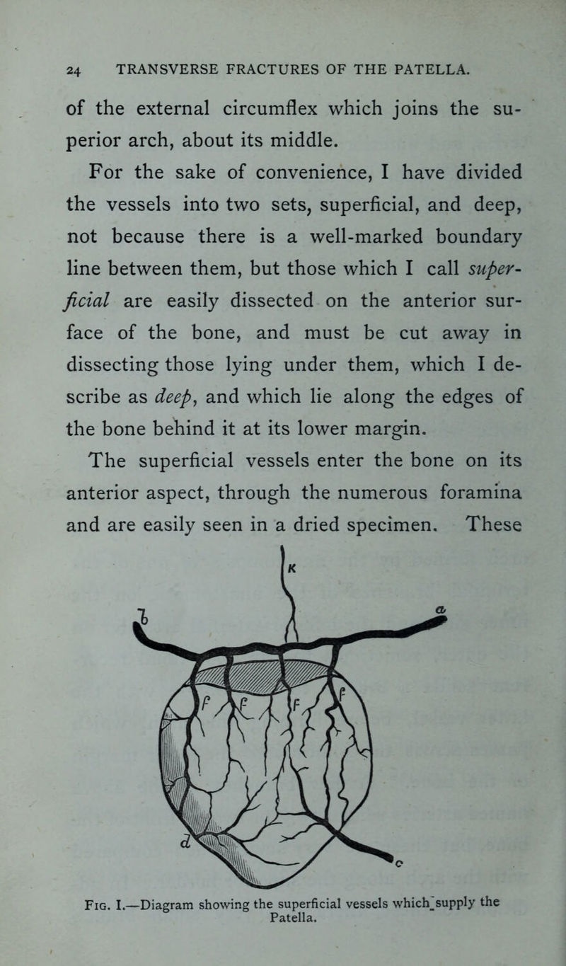 of the external circumflex which joins the su- perior arch, about its middle. For the sake of convenience, I have divided the vessels into two sets, superficial, and deep, not because there is a well-marked boundary line between them, but those which I call super- ficial are easily dissected on the anterior sur- face of the bone, and must be cut away in dissecting those lying under them, which I de- scribe as deep, and which lie along the edges of the bone behind it at its lower margin. The superficial vessels enter the bone on its anterior aspect, through the numerous foramina and are easily seen in a dried specimen. These Fig. I.—Diagram showing the superficial vessels which_supply the Patella.
