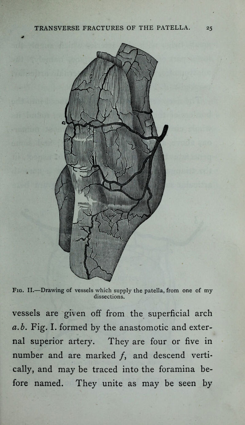 vessels are given off from the superficial arch a.b. Fig. I. formed by the anastomotic and exter- nal superior artery. They are four or five in number and are marked /, and descend verti- cally, and may be traced into the foramina be- fore named. They unite as may be seen by