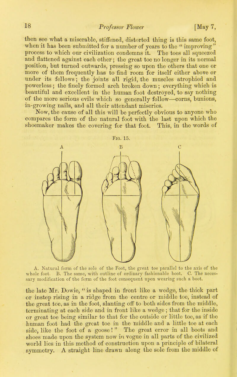 then see what a miserable, stiffened, distorted thing is this same foot, when it has been submitted for a number of years to the “ improving ” process to which our civilization condemns it. The toes all squeezed and flattened against each other; the great toe no longer in its normal position, but turned outwards, pressing so upon the others that one or more of them frequently has to find room for itself either above or under its fellows; the joints all rigid, the muscles atrophied and powerless; the finely formed arch broken down; everything which is beautiful and excellent in the human foot destroyed, to say nothing of the more serious evils which so generally follow—corns, bunions, in-growing nails, and all their attendant miseries. Now, the cause of all this will be perfectly obvious to anyone who compares the form of the natural foot with the last upon which the shoemaker makes the covering for that foot. This, in the words of Fig. 15. ABC A. Natural form of the sole of the Foot, the great toe parallel to the axis of the whole foot. B. The same, with outline of ordinary fashionable boot. C. The neces- sary modification of the form of the foot consequent upon wearing such a boot. the late Mr. Dowie, “ is shaped in front like a wedge, the thick part or instep rising in a ridge from the centre or middle toe, instead of the great toe, as in the foot, slanting off to both sides from the middle, terminating at each side and in front like a wedge; that for the inside or great toe being similar to that for the outside or little toe, as if the human foot had the great toe in the middle and a little toe at each side, like the foot of a goose! ” The great error in all boots and shoes made upon the system now in vogue in all parts of the civilized world lies in this method of construction upon a principle of bilateral symmetry. A straight line drawn along the sole from the middle of