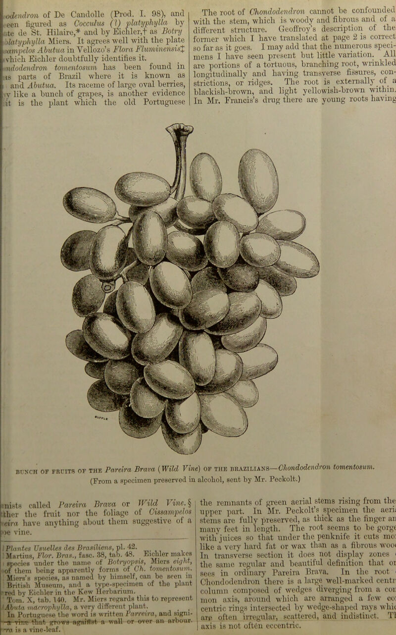 odendron of De Candolle (Prod. I. 98), and een figured as Cocculus (!) platyphylla by !ite de St. Hilaire,* and by Eichler,t as Botry deityphylla Miers. It agrees well with the plate mmpelos Abutuci in Vellozo’s Flora Fluminensis% \ vhieli Eichler doubtfully identifies it. ndodendron tomentosuvi lias been found in ns parts of Brazil where it is known as and Abutua. Its raceme of large oval berries, vy like a bunch of grapes, is another evidence it is the plant which the old Portuguese The root of Chondoclendron cannot be confounded with the stem, which is woody and fibrous and of a different structure. Geoffrey's description of the former which I have translated at page 2 is correct so far as it goes, I may add that the numerous speci- mens I have seen present but little variation. All are portions of a tortuous, branching root, wrinkled longitudinally and having transverse fissures, con- strictions, or ridges. The root is extemallj of^ a blackish-brown, and light yellowisli-brown within. In Mr. Francis’s drug there are young roots having BUXCH OF frcits of the Pare Ira Brava (Wild Vine) of the Brazilians— CJtondodcndron tomentosum. (From a specimen preserved in alcohol, sent by Mr. Peckolt.) mists called Bareira Brava or Wild I ine. § ther the fruit nor the foliage of Cissampelos • eira have anything about them suggestive of a we vine. Plantes Usuelles des BrasiUens, pi. 42. Martins, Flor. Bras., fasc. 38, tab. 48. _ Fielder makes species under the name of Botvyopsis, Miers eighty of them being apparently forms of Oh. tomentosum. Miers’s species, as named, by himself, can bo seen m British Museum, and a type-specimen of the plant red by Eichler in the Kew Herbarium. Tom. X, tab. 140. Mr. Miers regards this to represent Abuta mdcrophylla, a very different plant. _ . In Portuguese the word is written Parreira, and signi- —S-vrnr- that grows-agaiftst a wall or over an arbour. ~ra is a vine-leaf. the remnants of green aerial stems rising from the upper part. In Mr. Peckolt’s specimen the aerii stems are fully preserved, as thick as the finger an many feet in length. The root seems to be gorge with juices so that under the penknife it cuts moi like a very hard fat or wax than as a, fibrous woo< In transverse section it does not display zones < the same regular and beautiful definition that oi sees in ordinary Pareira Brava. In the root i Chondodendron there is a large well-marked centr column composed of wedges diverging from a con mon axis, around which are arranged a few coi centric rings intersected by wedge-shaped rays whic are often irregular, scattered, and indistinct. T1 axis is not often eccentric.