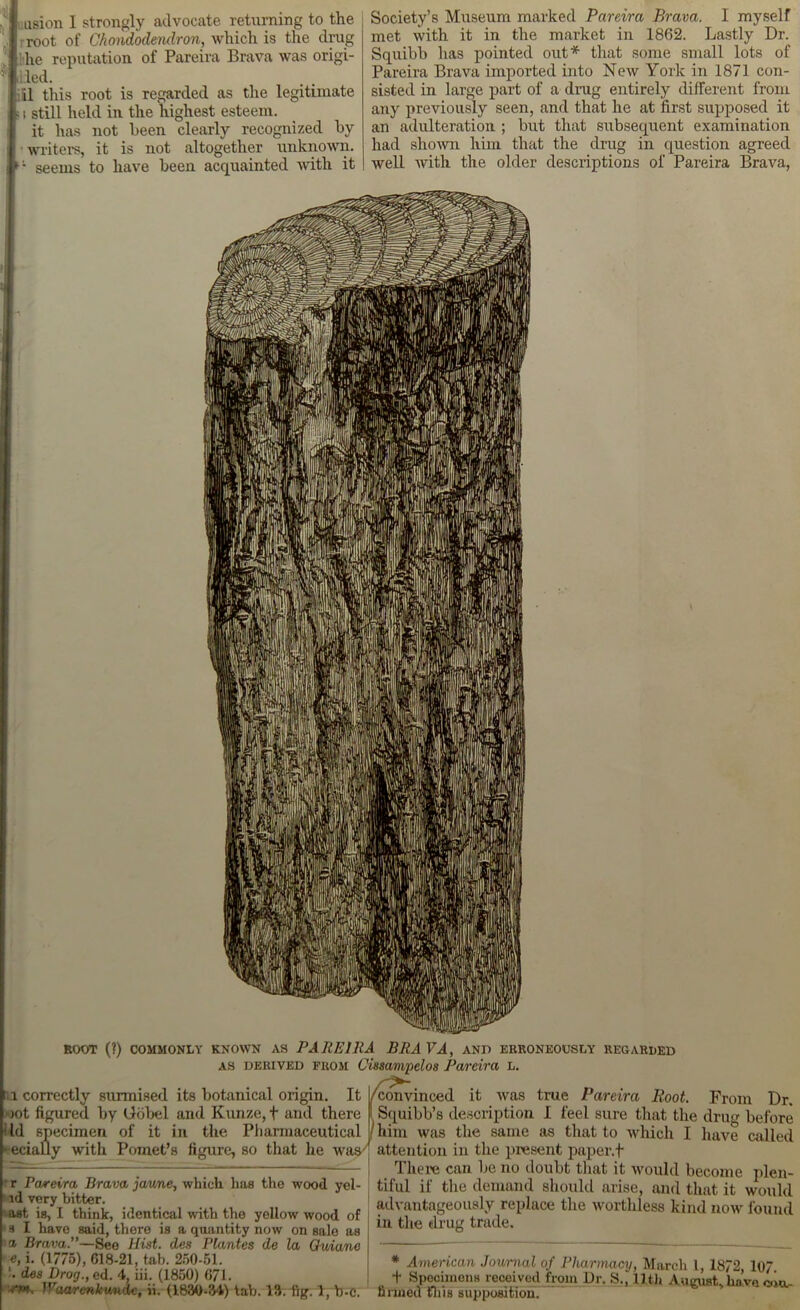 asion I strongly advocate returning to the root of Ghondodendron, which is the drug the reputation of Pareira Brava was origi- lled. il this root is regarded as the legitimate 11 still held in the highest esteem, it has not been clearly recognized by writers, it is not altogether unknown, seems to have been acquainted with it Society’s Museum marked Pareira Brava. I myself met with it in the market in 1862. Lastly Dr. Squibb has pointed out* that some small lots of Pareira Brava imported into New York in 1871 con- sisted in large part of a drug entirely different from any previously seen, and that he at first supposed it an adulteration ; but that subsequent examination had shown him that tire drug in question agreed well with the older descriptions of Pareira Brava, ROOT (?) COMMONLY KNOWN AS PAREIRA BRAVA, AND ERRONEOUSLY REGARDED AS derived from Cissampelos Pareira L. l correctly surmised its botanical origin. It |/cravinced it was true Pareira • jot figured by Gobel and Kunze, f and there Md specimen of it in the Pharmaceutical '-eciauy with Pomet’s figure, so that he was7 r Pareira Brava jaune, which has the wood yel- ld very bitter. ast is, I think, identical with the yellow wood of s I have said, there is a quantity now on sale as a Brava.”—See Hist, des Plantes de la Quiune e, i. (1775), G18-21, tab. 250-51. des Drog., ed. 4, iii. (1850) 671. •>'*, 'vaarcnkwndc, ii. (1830-54) tab. 13. fig. 1, b-c. Boot. From Dr. Squibb’s description I feel sure that the drug before ! him was the same as that to which I have called attention in the present paper.f There can be no doubt that it would become plen- tiful if the demand should arise, and that it would advantageously replace the worthless kind now found in the drug trade. * American Journal of Pharmacy, March 1, 1872, 107 + Specimens received from Dr. S., 11th August, have. c.iu- hlined this supposition.