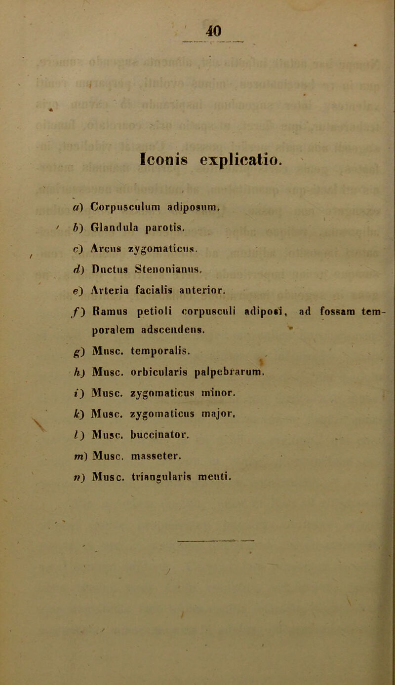 4 Iconis explicatio. i «) Corpusculum adiposum. 6) Glandula parotis. c) Arcus zygomaticus. d) Ductus Stenonianus, e) Arteria facialis anterior. /) Ramus petioli corpusculi adiposi, ad fossam tem- poralem adscendens. g) Musc. temporalis. h) Musc. orbicularis palpebrarum. O Musc. zygomaticus minor. k) Musc. zygomaticus major. /) Musc. buccinator, m) Musc. masseter. n) Musc. triangularis menti.