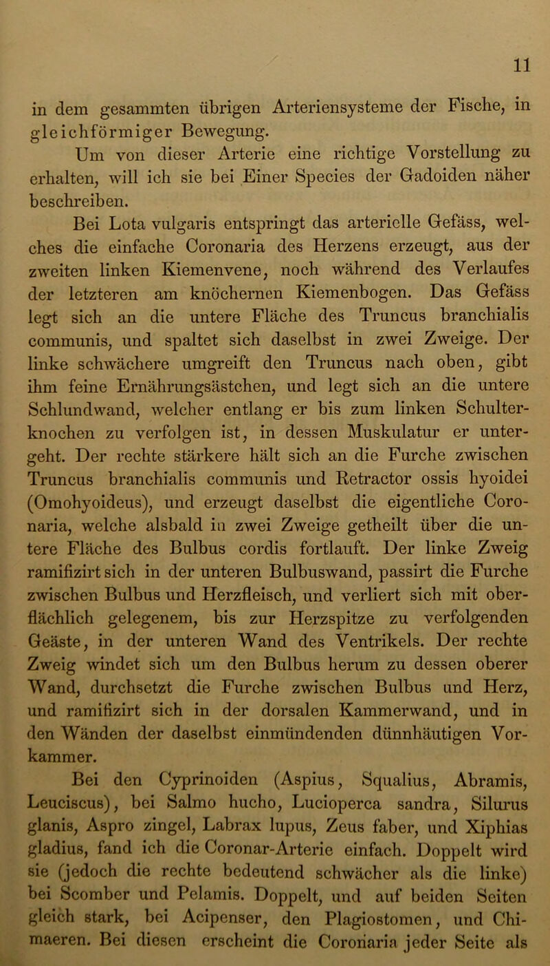 in dem gesammten übrigen Arteriensysteme der Fische, in gleichförmiger Bewegung. Um von dieser Arterie eine richtige Vorstellung zu erhalten, will ich sie bei Einer Species der Gadoiden näher beschreiben. Bei Lota vulgaris entspringt das arterielle Gefäss, wel- ches die einfache Coronaria des Herzens erzeugt, aus der zweiten linken Kiemenvene, noch während des Verlaufes der letzteren am knöchernen Kiemenbogen. Das Gefäss legt sich an die untere Fläche des Truncus branchialis communis, und spaltet sich daselbst in zwei Zweige. Der linke schwächere umgreift den Truncus nach oben, gibt ihm feine Ernährungsästchen, und legt sich an die untere Schlundwand, welcher entlang er bis zum linken Schulter- knochen zu verfolgen ist, in dessen Muskulatur er unter- geht. Der rechte stärkere hält sich an die Furche zwischen Truncus branchialis communis und Retractor ossis hyoidei (Omohyoideus), und erzeugt daselbst die eigentliche Coro- naria, welche alsbald in zwei Zweige getheilt über die un- tere Fläche des Bulbus cordis fortlauft. Der linke Zweig ramifizirt sich in der unteren Bulbuswand, passirt die Furche zwischen Bulbus und Herzfleisch, und verliert sich mit ober- flächlich gelegenem, bis zur Herzspitze zu verfolgenden Geäste, in der unteren Wand des Ventrikels. Der rechte Zweig windet sich um den Bulbus herum zu dessen oberer Wand, durchsetzt die Furche zwischen Bulbus und Herz, und ramifizirt sich in der dorsalen Kammerwand, und in den Wänden der daselbst einmündenden dünnhäutigen Vor- kammer. Bei den Cyprinoiden (Aspius, Squalius, Abramis, Leuciscus), bei Salmo hucho, Lucioperca Sandra, Silurus glanis, Aspro zingel, Labrax lupus, Zeus faber, und Xiphias gladius, fand ich die Coronar-Arterie einfach. Doppelt wird sie (jedoch die rechte bedeutend schwächer als die linke) bei Scomber und Pelamis. Doppelt, und auf beiden Seiten gleich stark, bei Acipenser, den Plagiostomen, und Chi- maeren. Bei diesen erscheint die Coronaria jeder Seite als