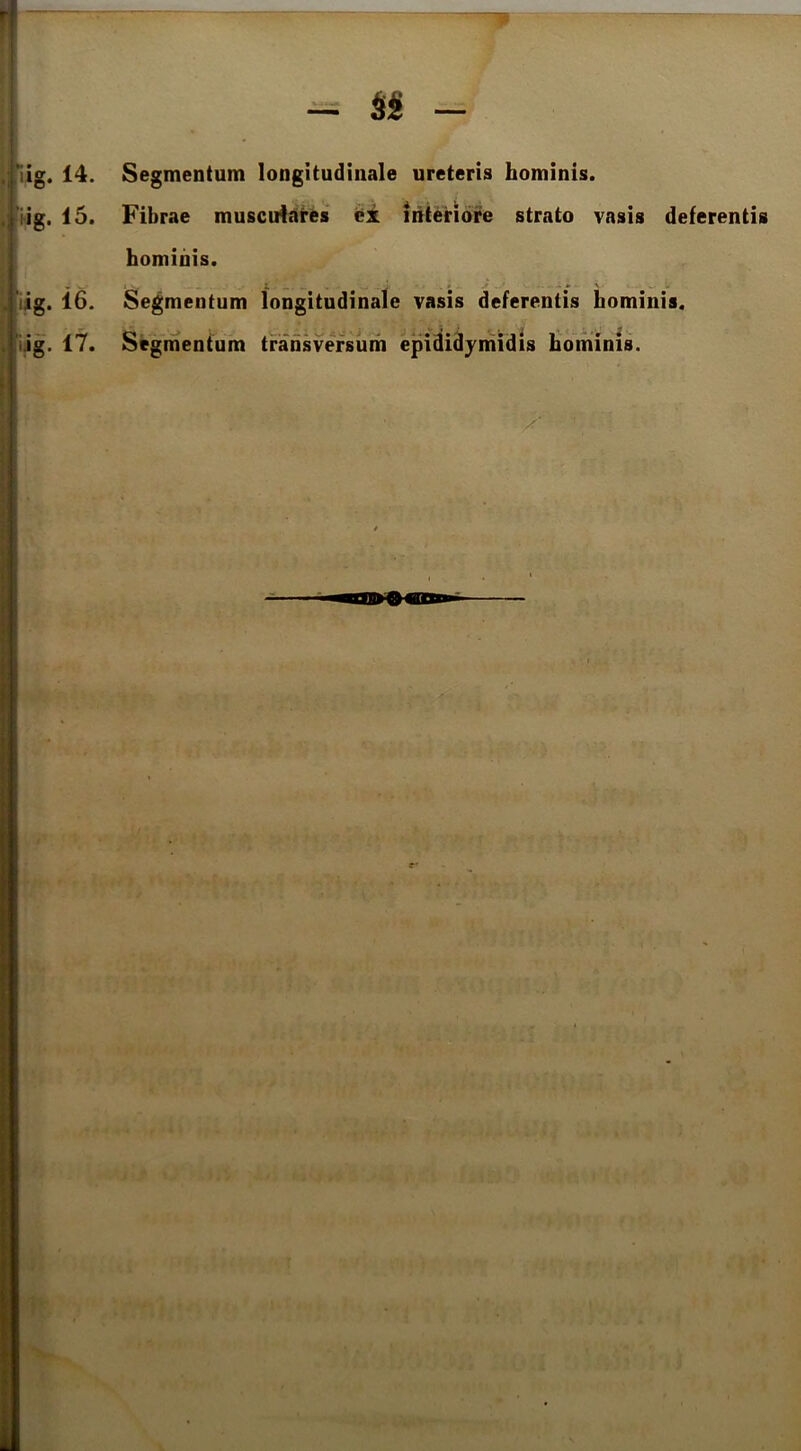 i lig. 14. Segmentum longitudinale ureteris hominis, hig. 15. Fibrae musculares Interiore strato vasis deferentis hominis. ig. 16. Segmentum longitudinale vasis deferentis hominis, ijg. 17. Srgnientum transversum epididymidis hominis.