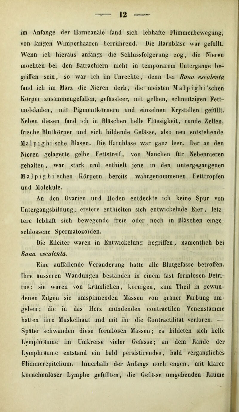 im Anfänge der Harncanäle fand sich lebhafte Flimmerbewegung, von langen Wimperhaaren herrührend. Die Harnblase war gefüllt. Wenn ich hieraus anfangs die Schlussfolgerung zog, die Nieren möchten bei den Batrachiern nicht in temporärem Untergänge be- griffen sein, so war ich im Unrechte, denn bei Rana esculenta fand ich im März die Nieren derb, die meisten Malp ighi'sehen Körper zusammengefallen, gefässleer, mit gelben, schmutzigen Felt- molekulen, mit Pigmentkörnern und einzelnen Krystallen gefüllt. Neben diesen fand ich in Bläschen helle Flüssigkeit, runde Zellen, frische Blutkörper und sich bildende Gefässe, also neu entstehende Ma 1 p i g hi'sehe Blasen. Die Harnblase war ganz leer. Der an den Nieren gelagerte gelbe Fettstreif, von Manchen für Nebennieren gehalten, war stark und enthielt jene in den untergegangenen Malp ig h i'sehen Körpern bereits wahrgenommenen Fetttropfen und Moleküle. An den Ovarien und Hoden entdeckte ich keine Spur von Untergangsbildung; erstere enthielten sich entwickelnde Eier, letz- tere lebhaft sich bewegende freie oder noch in Bläschen einge- schlossene Spermatozoiden. Die Eileiter waren in Entwickelung begriffen, namentlich bei Rana esculenta. Eine auffallende Veränderung hatte alle Blutgefässe betroffen. Ihre äusseren Wandungen bestanden in einem fast formlosen Detri- tus; sie waren von krümlichen, körnigen, zum Theil in gewun- denen Zügen sie umspinnenden Massen von grauer Färbung um- geben ; die in das Herz mündenden contractilen Venenstämme hatten ihre Muskelhaut und mit ihr die Contractilität verloren. — Später schwanden diese formlosen Massen; es bildeten sich helle Lymphräume im Umkreise vieler Gefässe; an dem Bande der Lymphräume entstand ein bald persistirendes, bald vergängliches Fliinmerepitelium. Innerhalb der Anfangs noch engen, mit klarer körnchenloser Lymphe gefüllten, die Gefässe umgebenden Räume