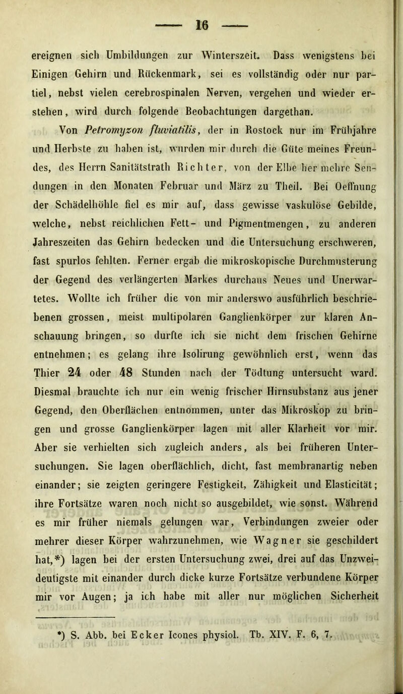 ereignen sich Umbildungen zur Winterszeit. Dass wenigstens bei Einigen Gehirn und Rückenmark, sei es vollständig oder nur par- tiel, nebst vielen cerebrospinalen Nerven, vergeben und wieder er- stehen , wird durch folgende Beobachtungen dargethan. Von Petromyzon fluviatilis, der in Rostock nur im Frühjahre und Herbste zu haben ist, wurden mir durch die Güte meines Freun- des, des Herrn Sanilätstrath Richter, von der Elbe her mehre Sen- dungen in den Monaten Februar und März zu Theil. Bei Oeffnung der Schädelhöhle fiel es mir auf, dass gewisse vaskulöse Gebilde, welche, nebst reichlichen Fett- und Pigmentmengen, zu anderen Jahreszeiten das Gehirn bedecken und die Untersuchung erschweren, fast spurlos fehlten. Ferner ergab die mikroskopische Durchmusterung der Gegend des verlängerten Markes durchaus Neues und Unerwar- tetes. Wollte ich früher die von mir anderswo ausführlich beschrie- benen grossen, meist multipolaren Ganglienkörper zur klaren An- schauung bringen, so durfte ich sie nicht dem frischen Gehirne entnehmen; es gelang ihre Isolirung gewöhnlich erst, wenn das Thier 24 oder 48 Stunden nach der Tödtung untersucht ward. Diesmal brauchte ich nur ein wenig frischer Hirnsubstanz aus jener Gegend, den Oberflächen entnommen, unter das Mikroskop zu brin- gen und grosse Ganglienkörper lagen mit aller Klarheit vor mir. Aber sie verhielten sich zugleich anders, als bei früheren Unter- suchungen. Sie lagen oberflächlich, dicht, fast membranartig neben einander; sie zeigten geringere Festigkeit, Zähigkeit und Elasticität; ihre Fortsätze waren noch nicht so ausgebildet, wie sonst. Während es mir früher niemals gelungen war, Verbindungen zweier oder mehrer dieser Körper wahrzunehmen, wie Wagner sie geschildert hat,*) lagen bei der ersten Untersuchung zwei, drei auf das Unzwei- deutigste mit einander durch dicke kurze Fortsätze verbundene Körper mir vor Augen; ja ich habe mit aller nur möglichen Sicherheit