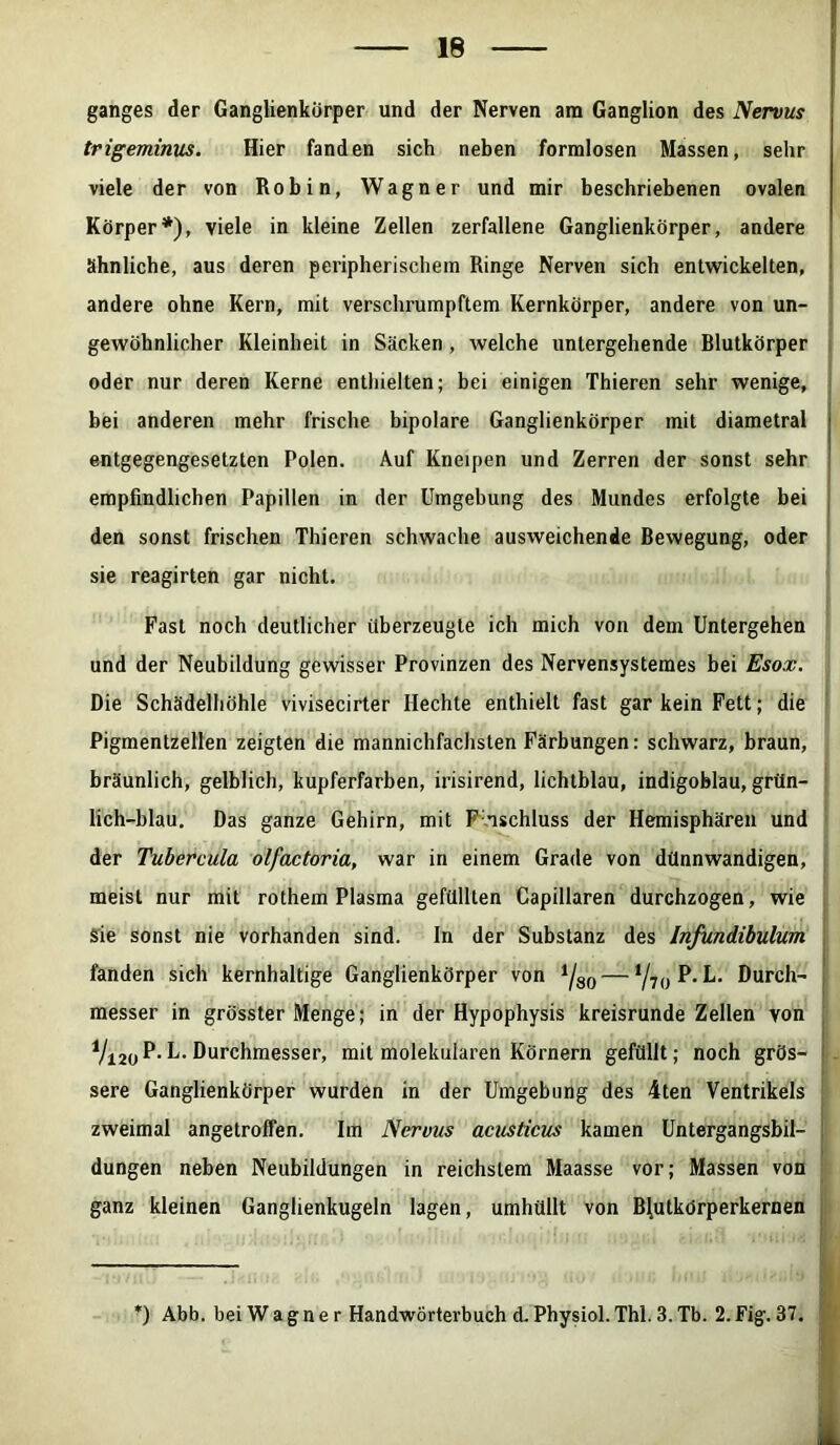 ganges der Ganglienkörper und der Nerven am Ganglion des Nervus trigeminus. Hier fanden sich neben formlosen Massen, sehr viele der von Robin, Wagner und mir beschriebenen ovalen Körper*), viele in kleine Zellen zerfallene Ganglienkörper, andere ähnliche, aus deren peripherischem Ringe Nerven sich entwickelten, andere ohne Kern, mit verschrumpftem Kernkörper, andere von un- gewöhnlicher Kleinheit in Säcken , welche untergehende Blutkörper oder nur deren Kerne enthielten; bei einigen Thieren sehr wenige, bei anderen mehr frische bipolare Ganglienkörper mit diametral entgegengesetzten Polen. Auf Kneipen und Zerren der sonst sehr empfindlichen Papillen in der Umgebung des Mundes erfolgte bei den sonst frischen Thieren schwache ausweichende Bewegung, oder sie reagirten gar nicht. Fast noch deutlicher überzeugte ich mich von dem Untergehen und der Neubildung gewisser Provinzen des Nervensystemes bei Esox. Die Schädelhöhle vivisecirter Hechte enthielt fast gar kein Fett; die Pigmentzellen zeigten die mannichfachsten Färbungen: schwarz, braun, bräunlich, gelblich, kupferfarben, irisirend, lichtblau, indigoblau, grün- lich-blau. Das ganze Gehirn, mit F ischluss der Hemisphären und der Tubercula olfactoria, war in einem Grade von dünnwandigen, meist nur mit rothem Plasma gefüllten Capillaren durchzogen, wie Sie sonst nie vorhanden sind. In der Substanz des Infundibulum fanden sich kernhaltige Ganglienkörper von */so — Y70 P- L. Durch- messer in grösster Menge; in der Hypophysis kreisrunde Zellen von V120 P- L. Durchmesser, mit molekularen Körnern gefüllt; noch grös- sere Ganglienkörper wurden in der Umgebung des 4ten Ventrikels zweimal angetroffen. Im Nervus acusticus kamen Untergangsbil- j düngen neben Neubildungen in reichstem Maasse vor; Massen von ganz kleinen Ganghenkugeln lagen, umhüllt von BJutkörperkernen